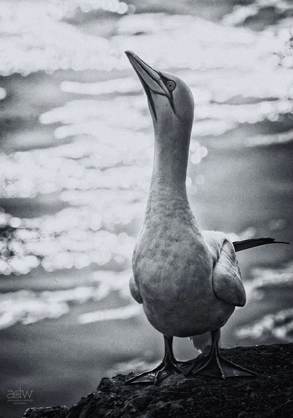 A black and white photo of a seagull standing on a rock with clouds and the sky in the background.