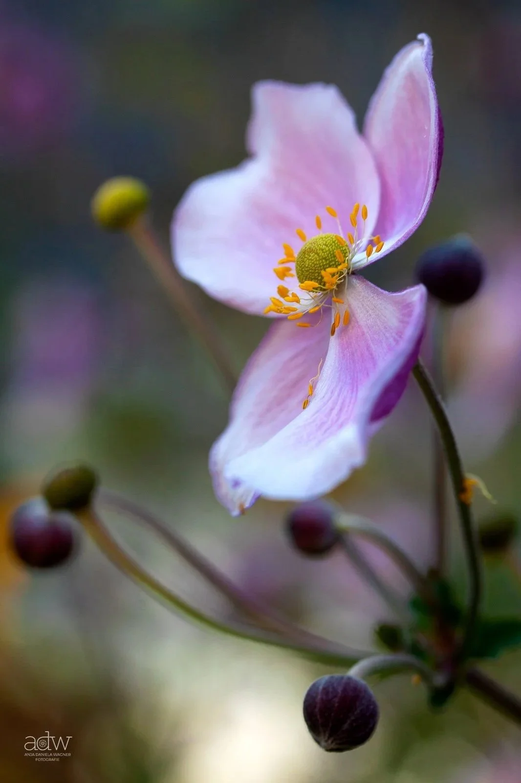 Close-up of a delicate pink and white flower with yellow stamens, surrounded by blurry dark purple buds.