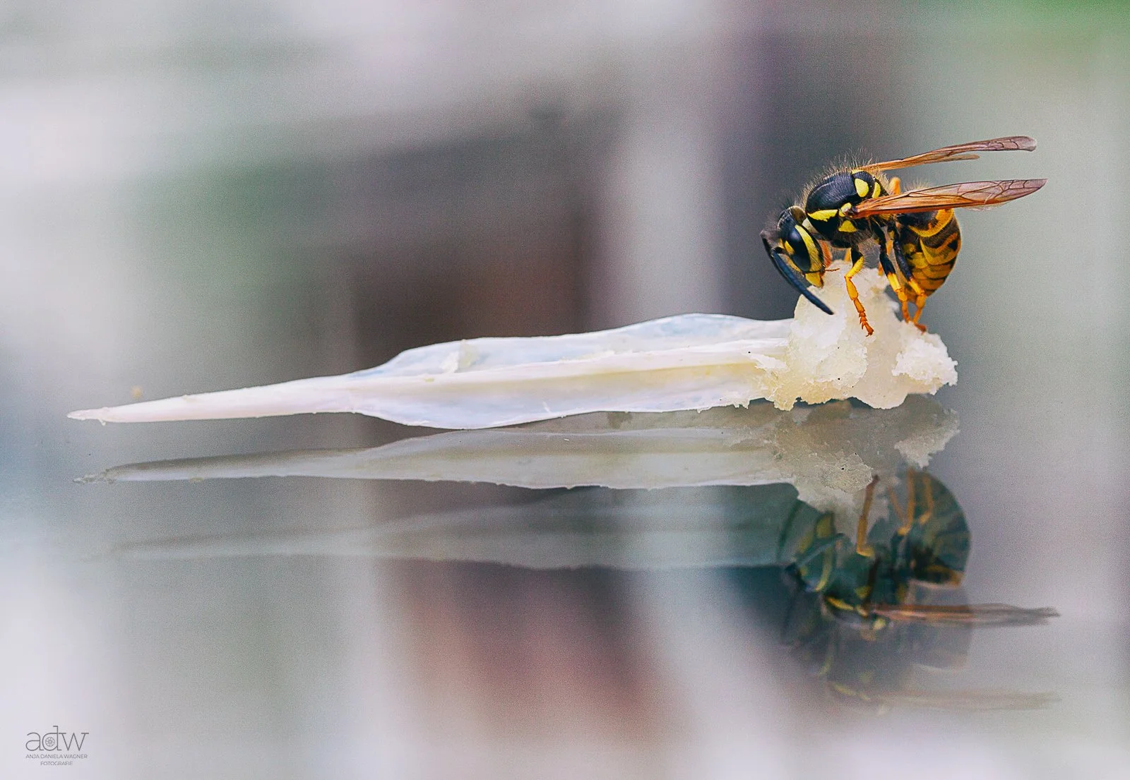 A close-up of a wasp and a bee on a white, crumbly piece of food, with their reflection on a shiny surface.