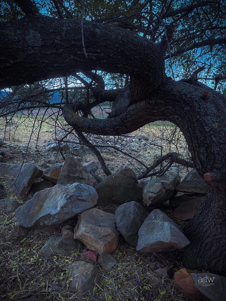 A large, twisted tree with thick branches over rocks and dirt ground in a natural outdoor setting.