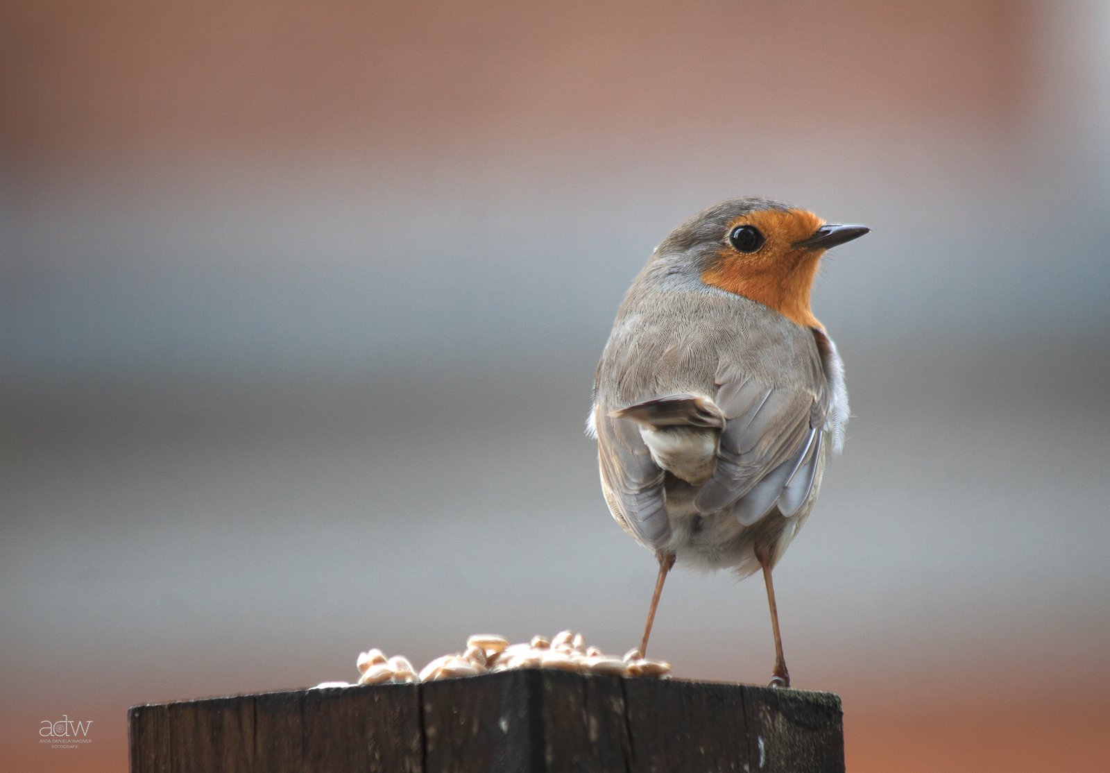 A small bird with a brown and orange face and grey body standing on a wooden post.