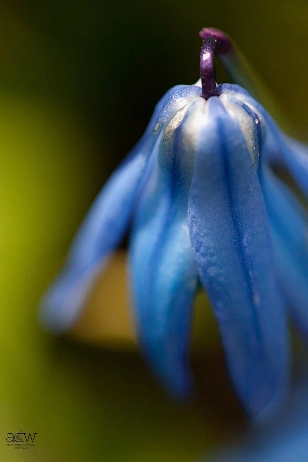 Close-up of a blue flower with drooping petals, purple stamen, and a blurred green background.