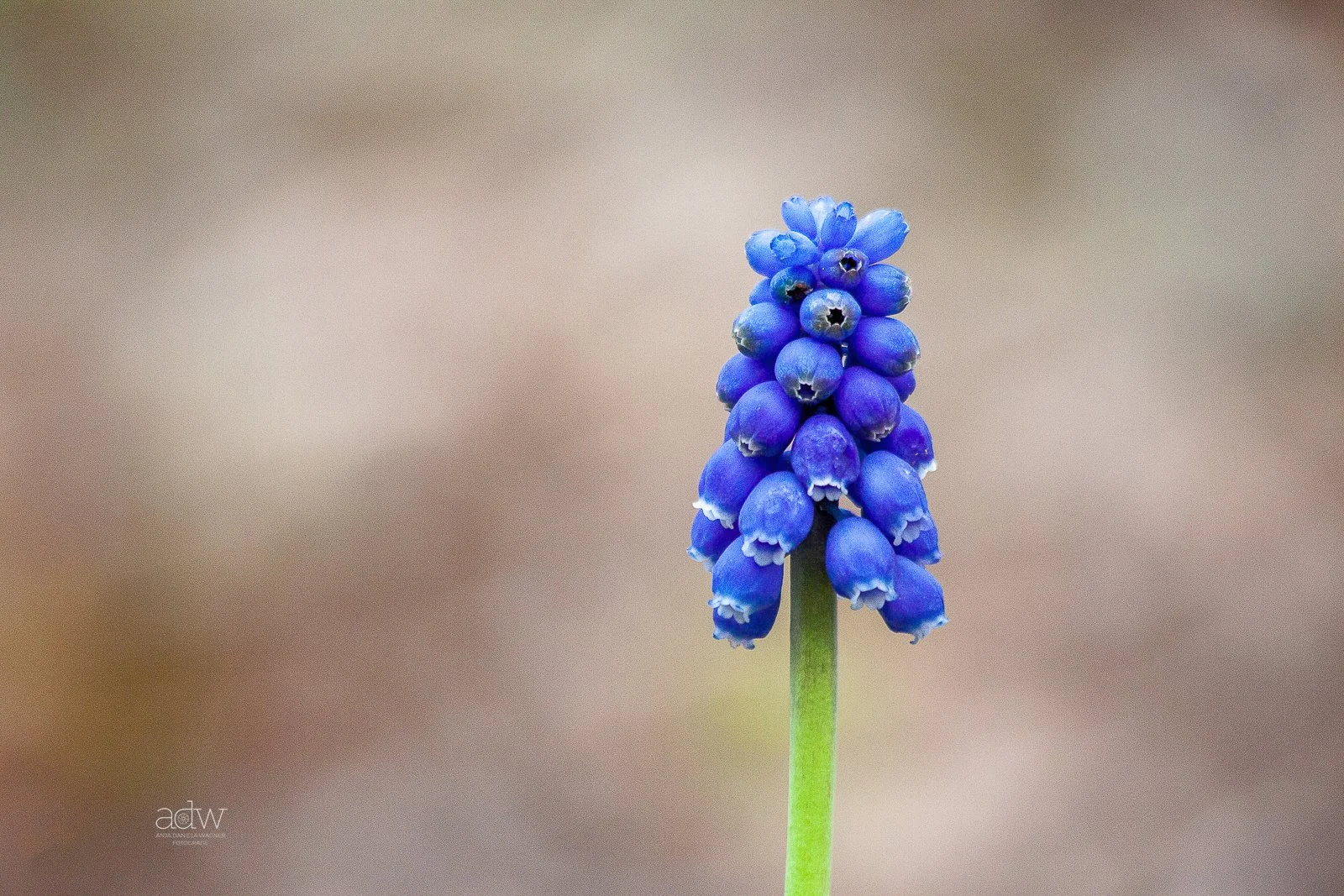 Close-up of a blue grape hyacinth flower with a blurred background.