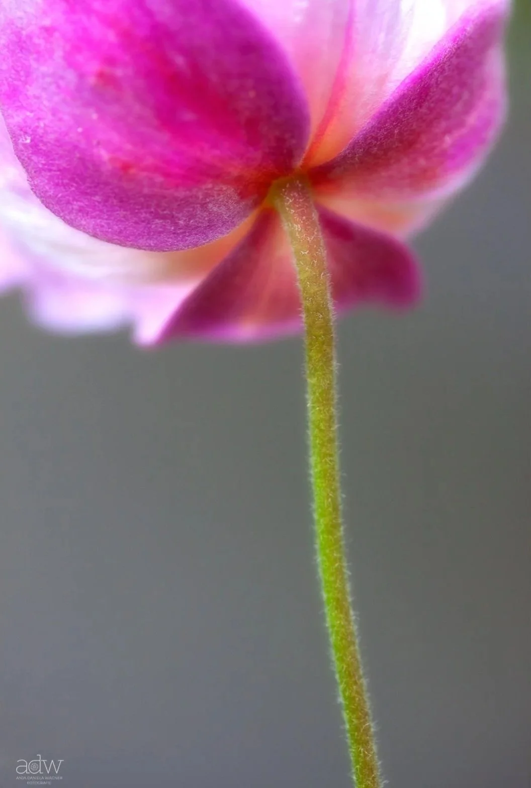 Close-up of a pink flower petal and green fuzzy stem against a gray background.