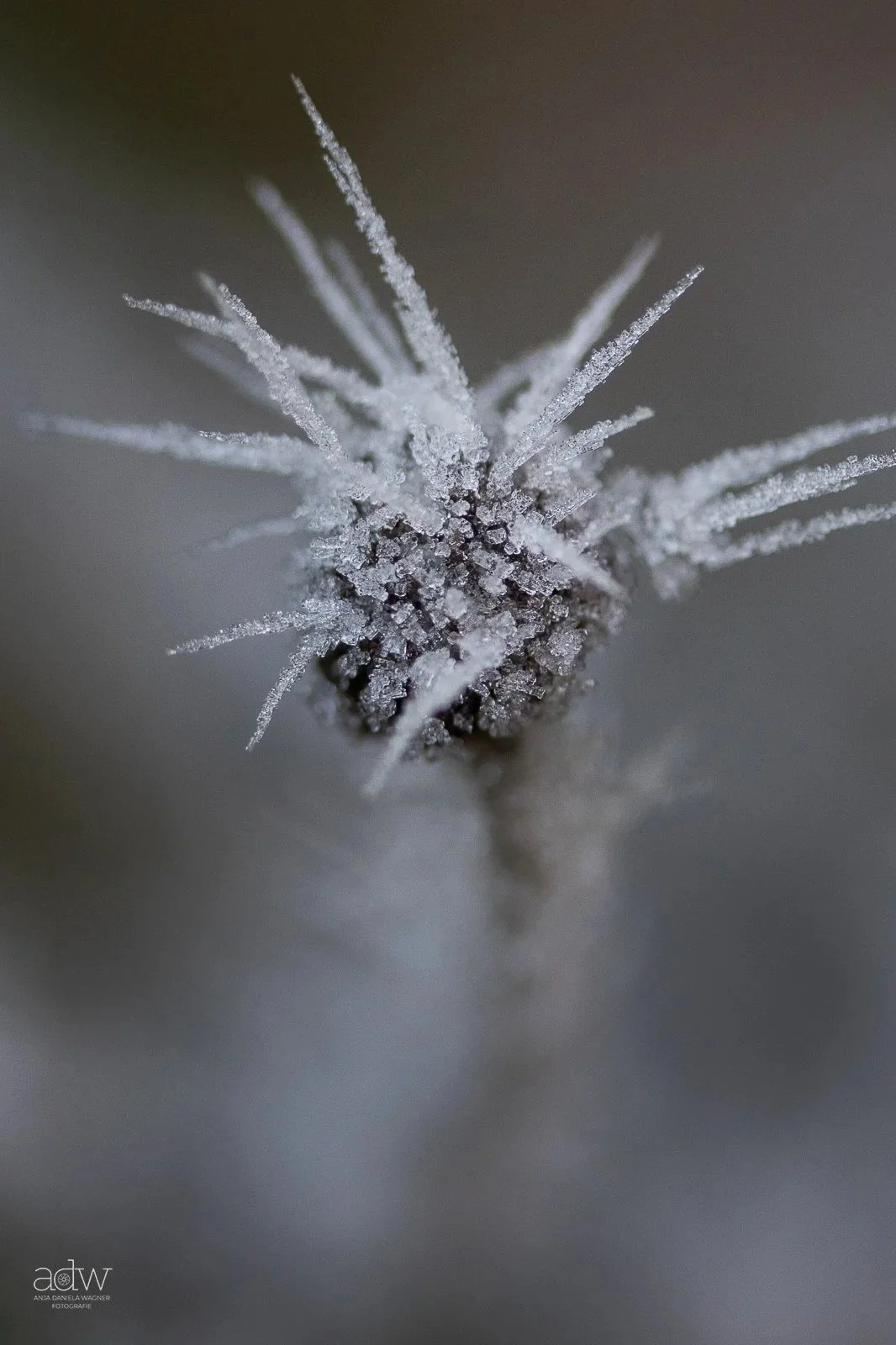 Close-up of a frosted pinecone with icy, needle-like frost crystals extending from its surface.