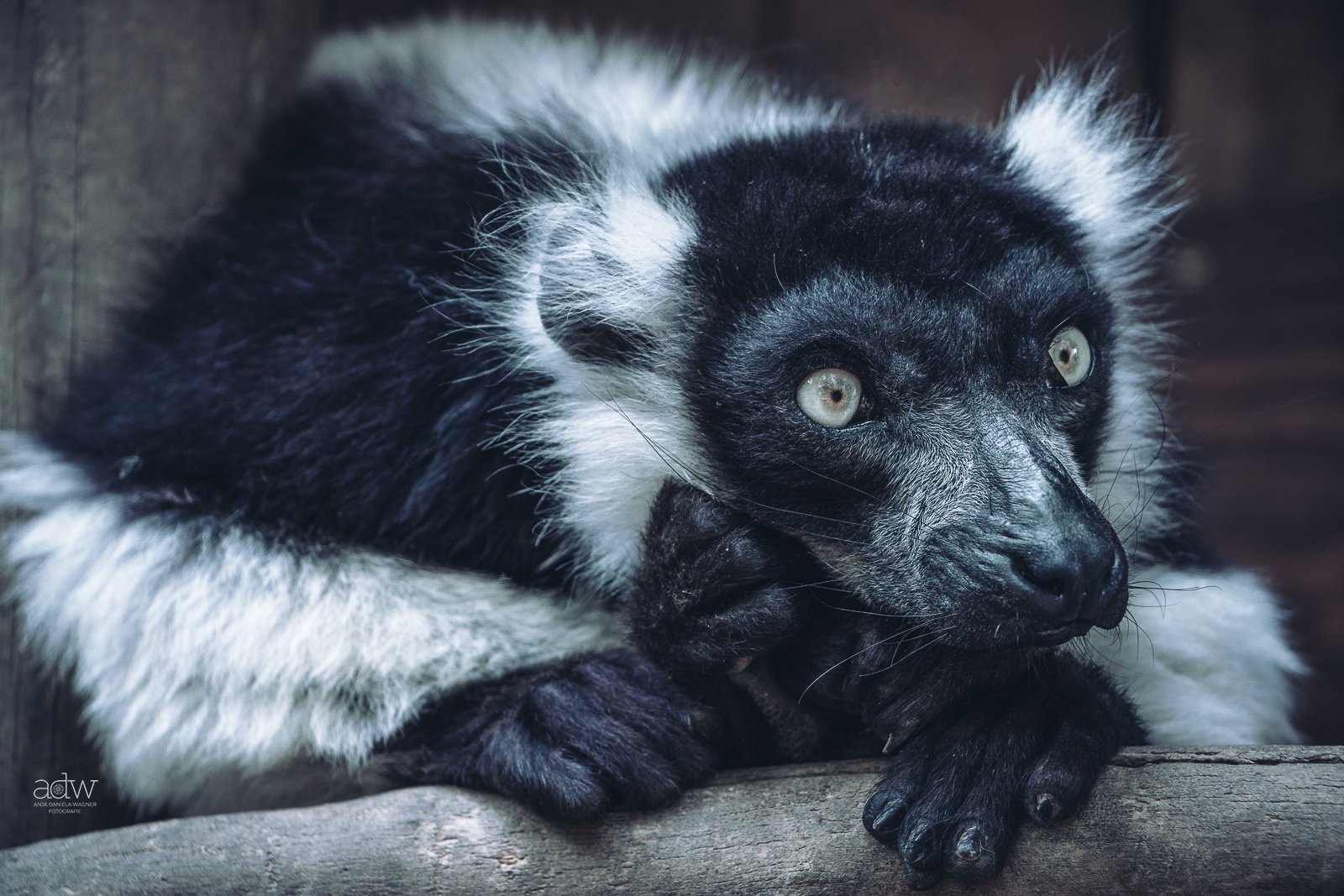A black and white lemur lying on a log with its front paws crossed and looking to the side.