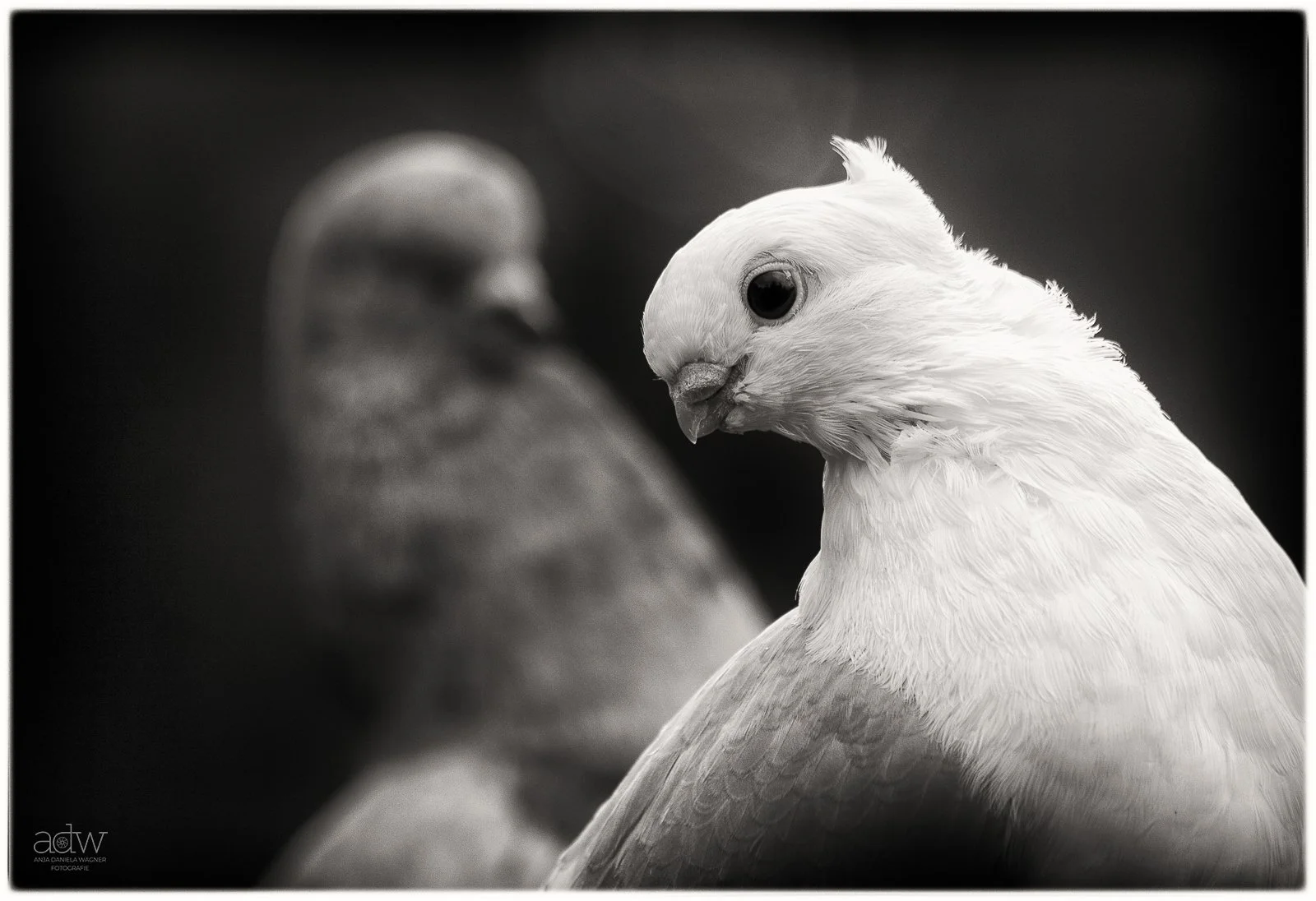 Black and white photo of two pigeons, one in focus in the foreground and the other blurred in the background.