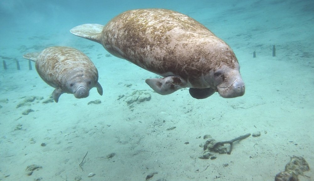 Protecting the Threatened Manatee