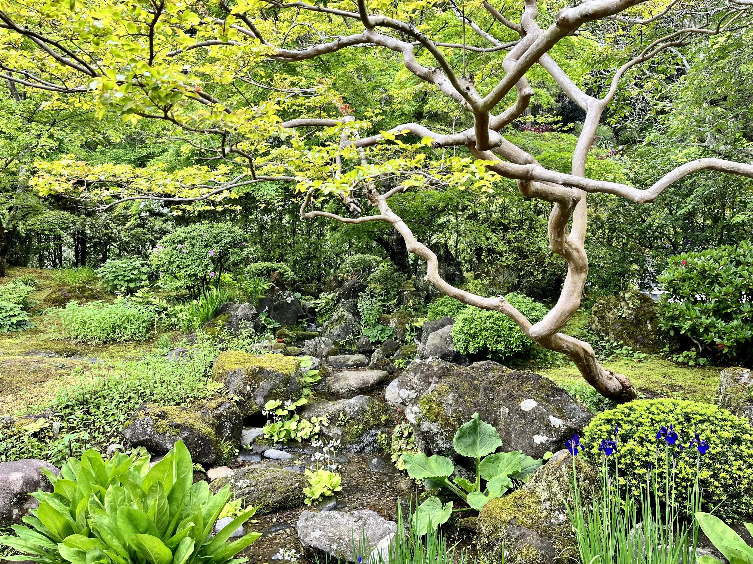 Een rustgevende tuin met een kronkelende boom, grote rotsen, groene planten, en een kleine stroom.