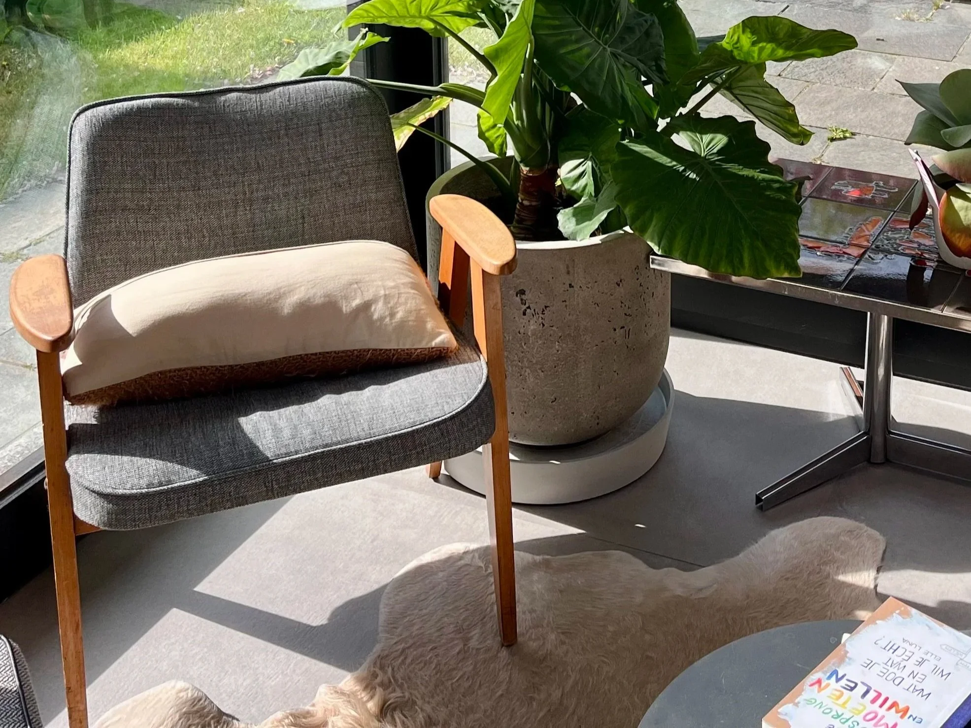 Een zithoek met een grijze stoel met houten armleuningen, een grote groene plant in een pot, een glazen tafel met enkele tijdschriften, een beige hondenvacht op de vloer, en veel natuurlijk licht door grote ramen.