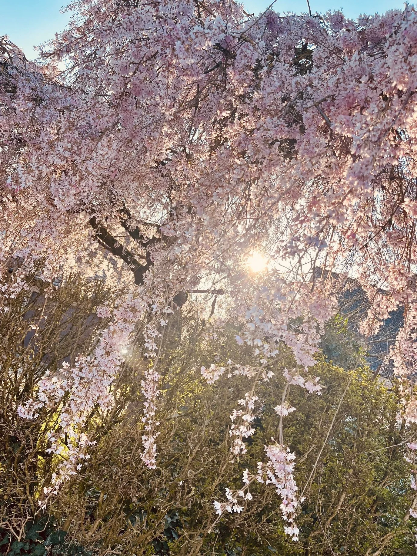 Pink bloesemboom in zonlicht met lichte blauwe lucht op de achtergrond.