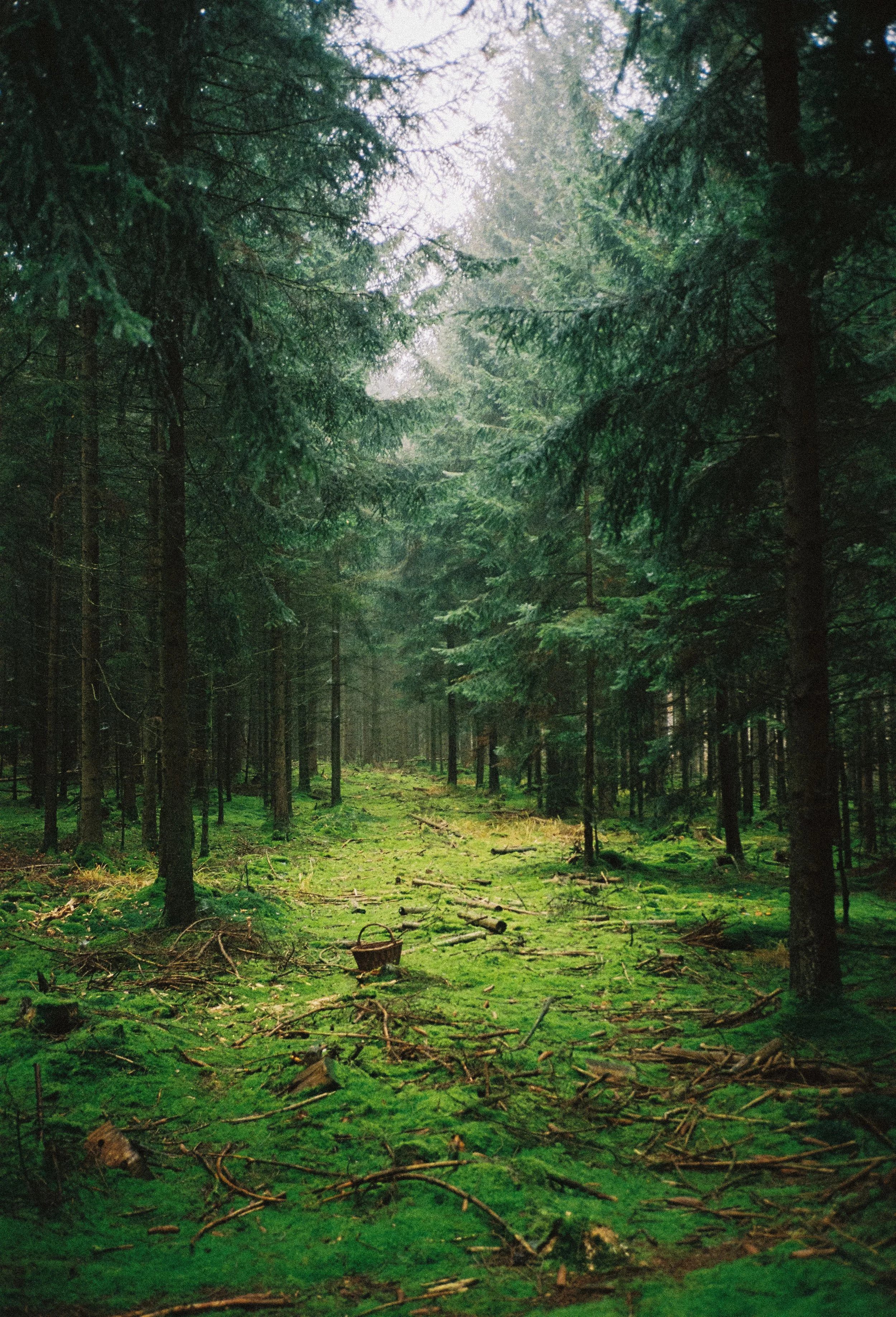 analog oma_wald-6.JPG