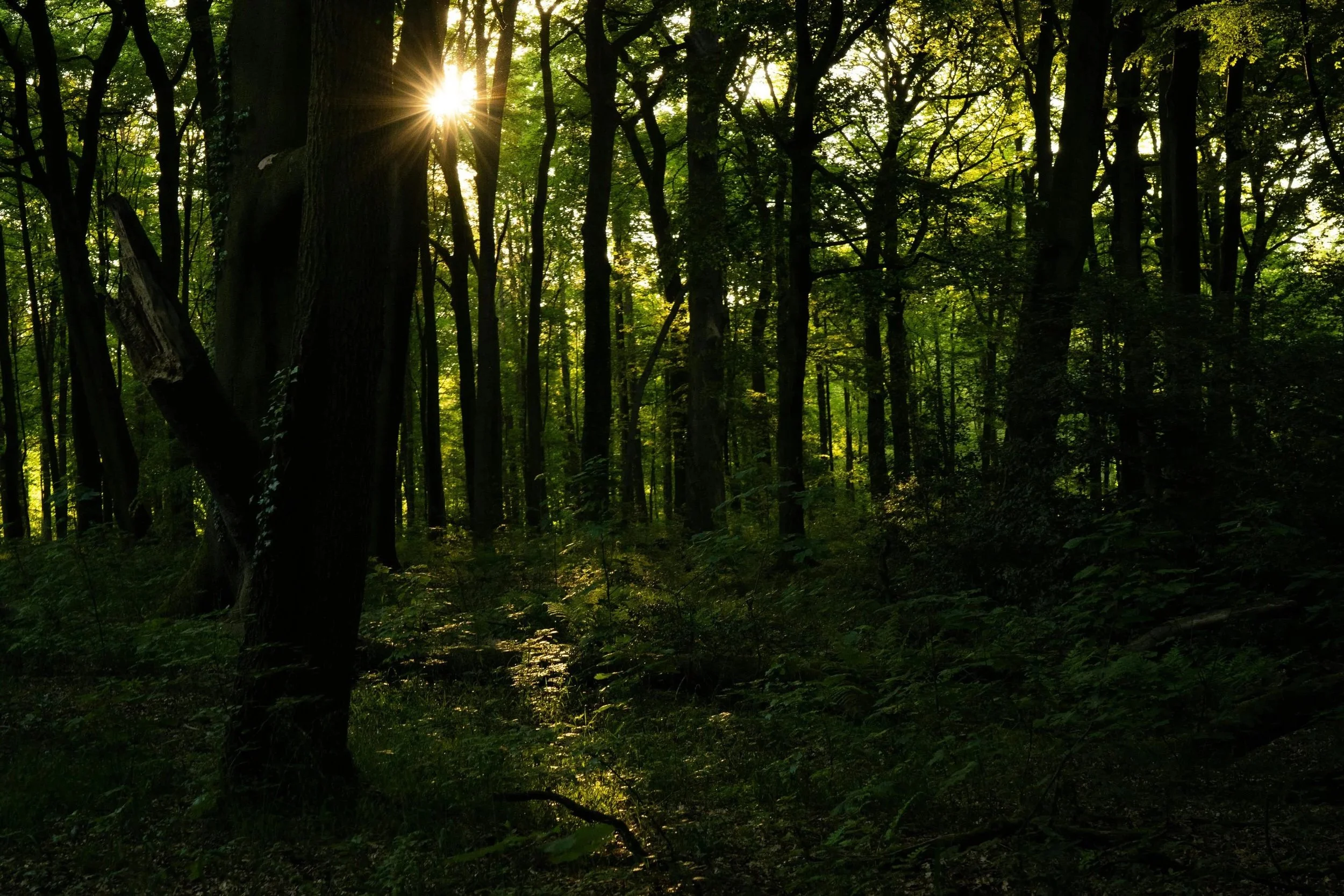 Sonnenlicht, das durch die Bäume eines dichten, grünen Waldes scheint
