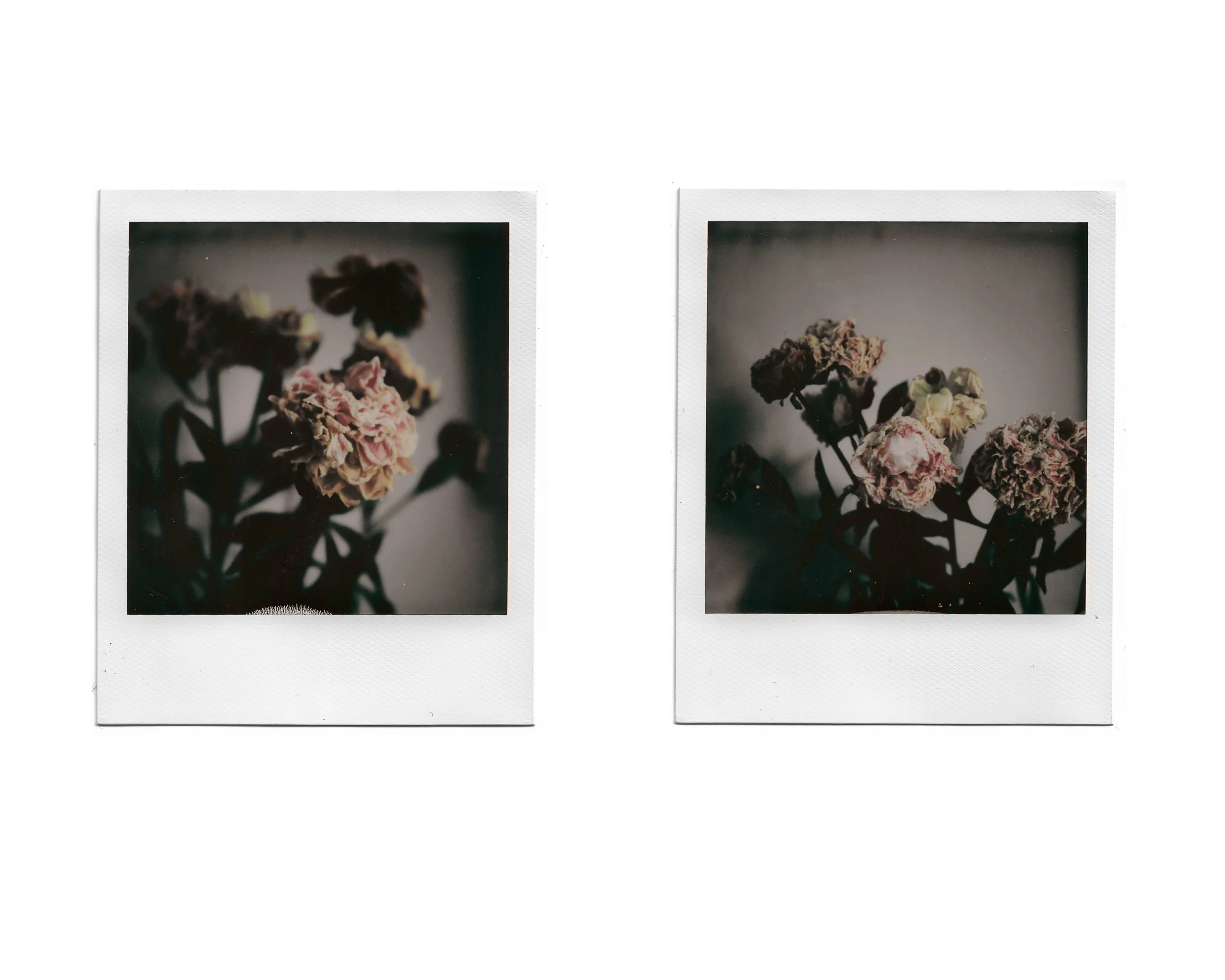 Two Polaroid photos of wilted flowers against a dark background.