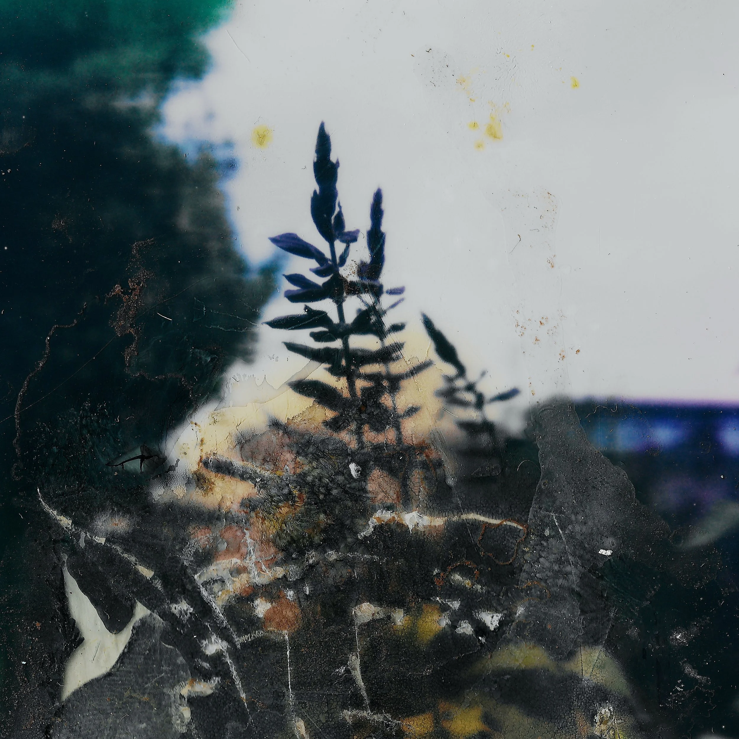 A silhouette of a person taking a photo with a camera behind a dirty or foggy glass window with a plant and trees in the background.