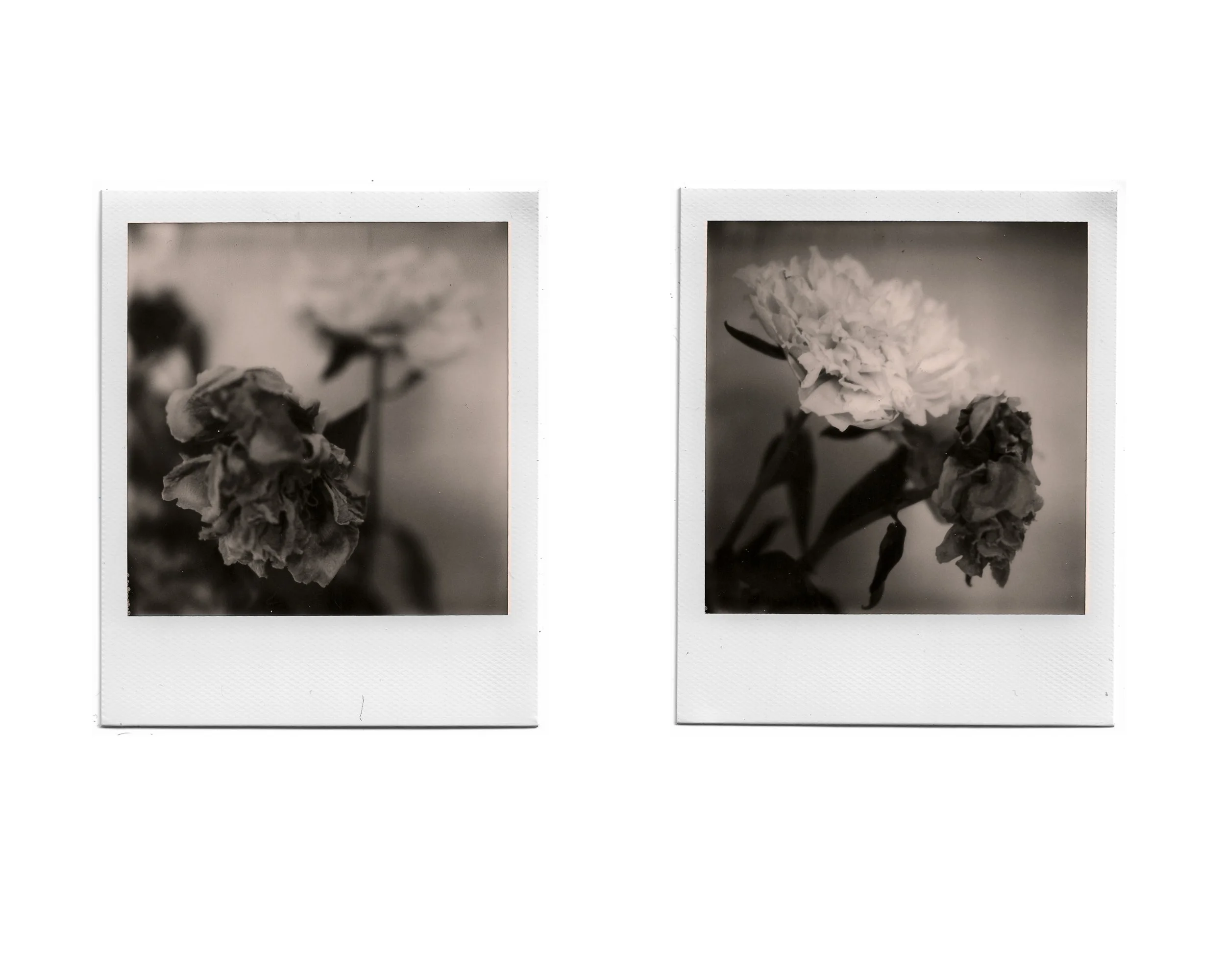 Two black and white Polaroid photos of flowers, one with the flower in focus and the other blurred in the background.