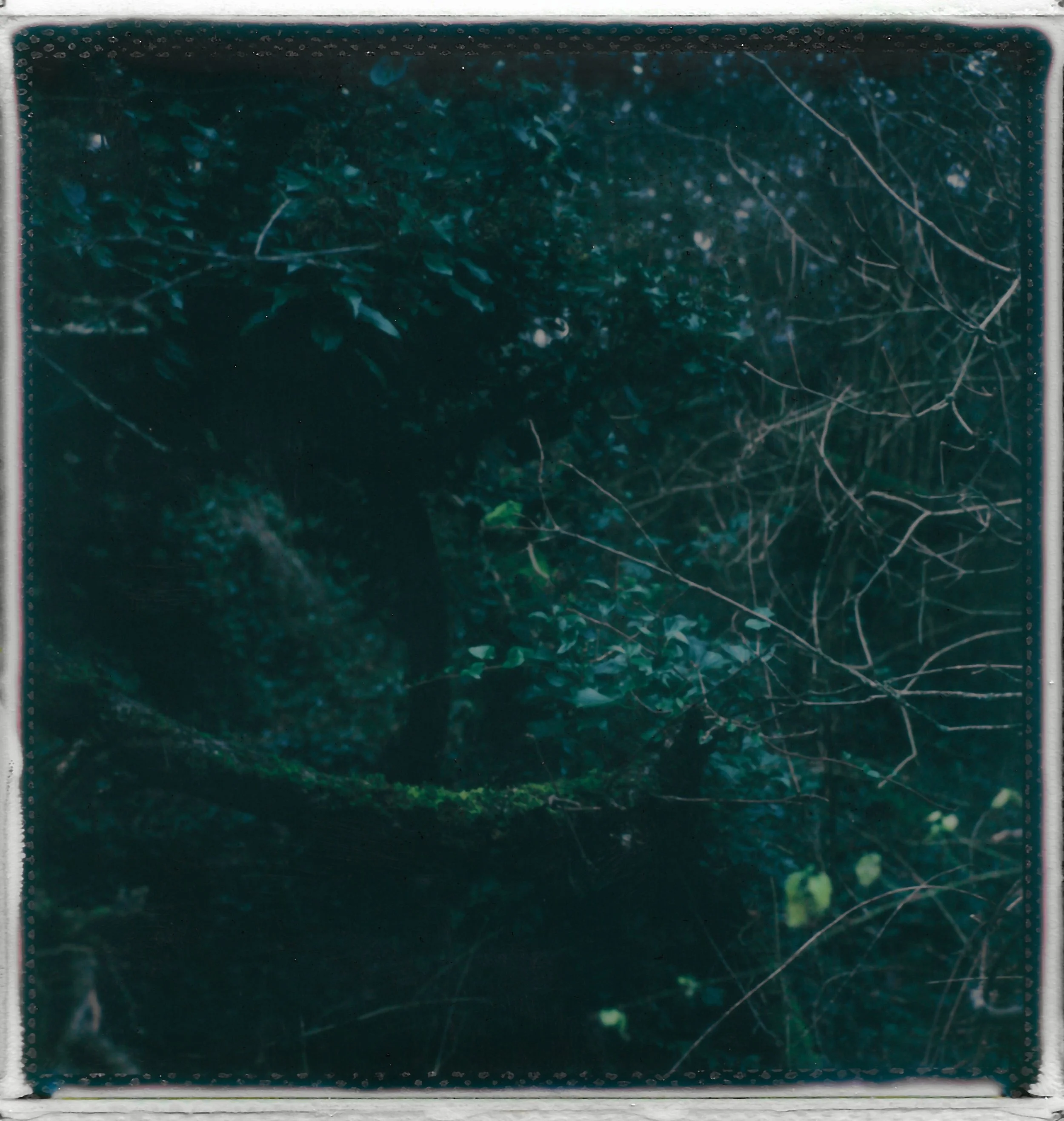 A dark forest with trees and dense undergrowth, some branches and leaves visible.