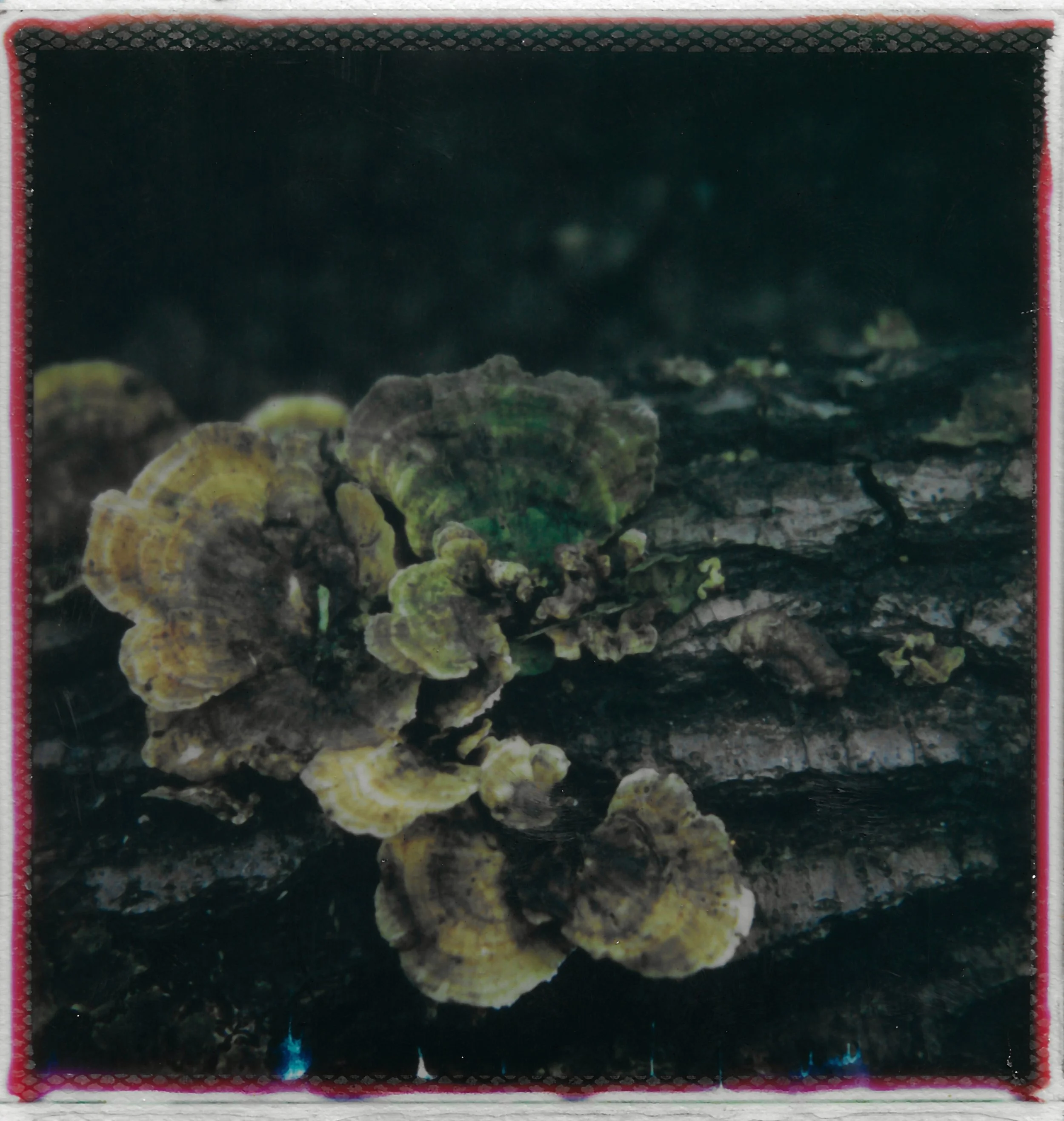 Close-up of shelf fungus or bracket fungus growing on a piece of wood.