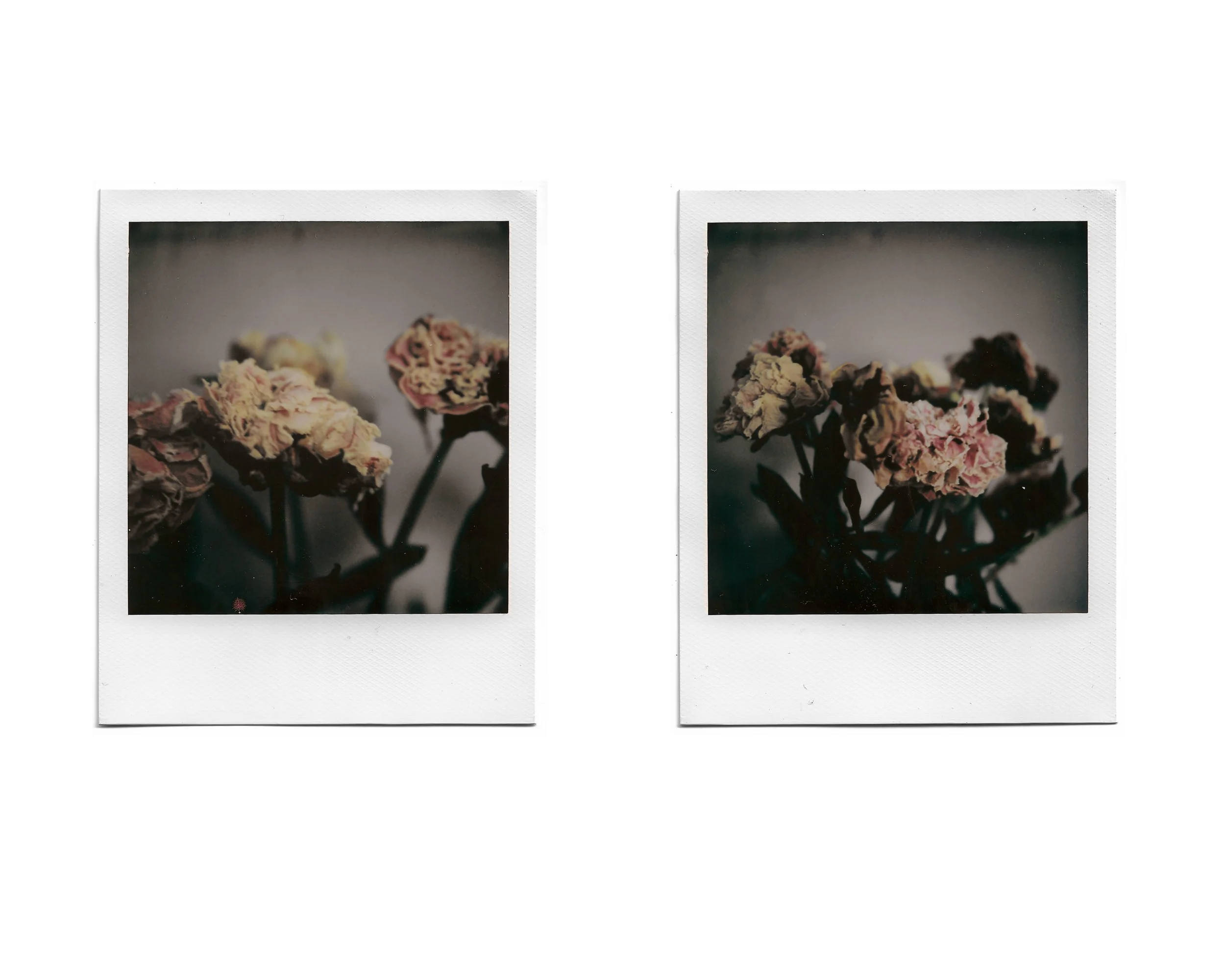 Two Polaroid photos of wilted pink and cream flowers, placed side by side on a white background.