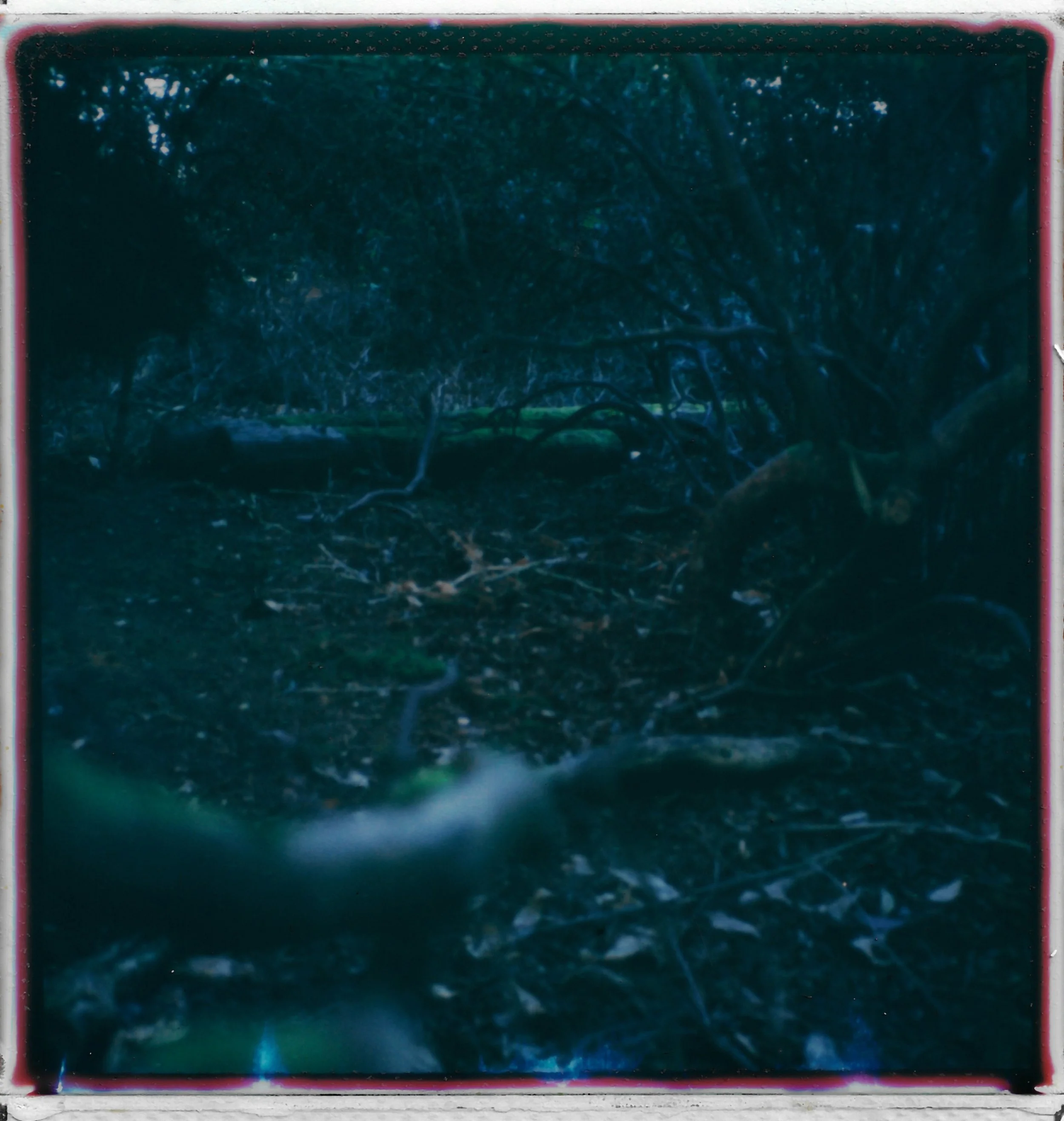 A dark forest scene with dense trees and fallen branches on the ground, an arm reaching forward in the lower left corner.