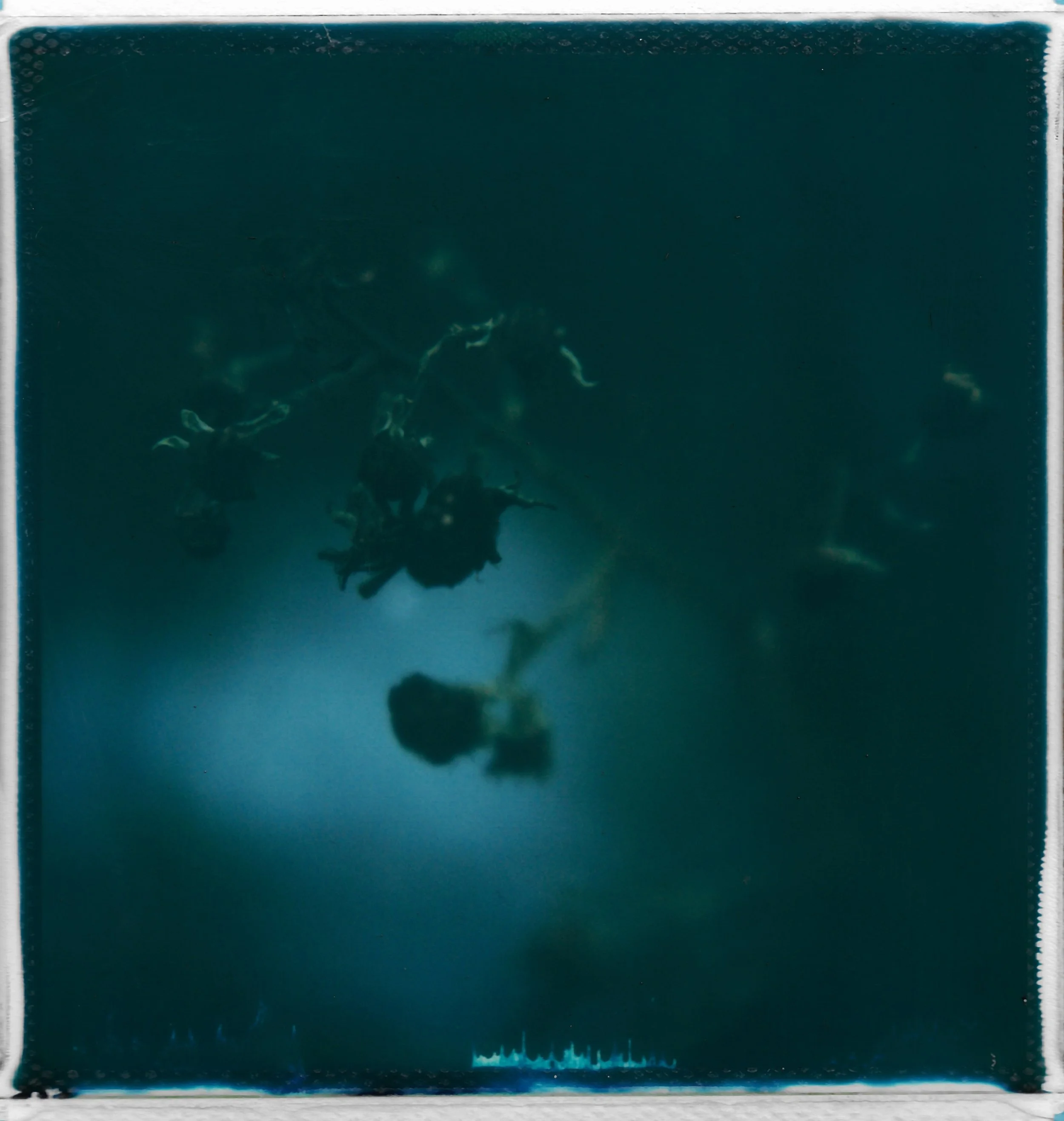 A dark, underwater view of a dried flower with multiple smaller flowers nearby, possibly a botanical press or underwater scene, with blurred details and a blue-green background.