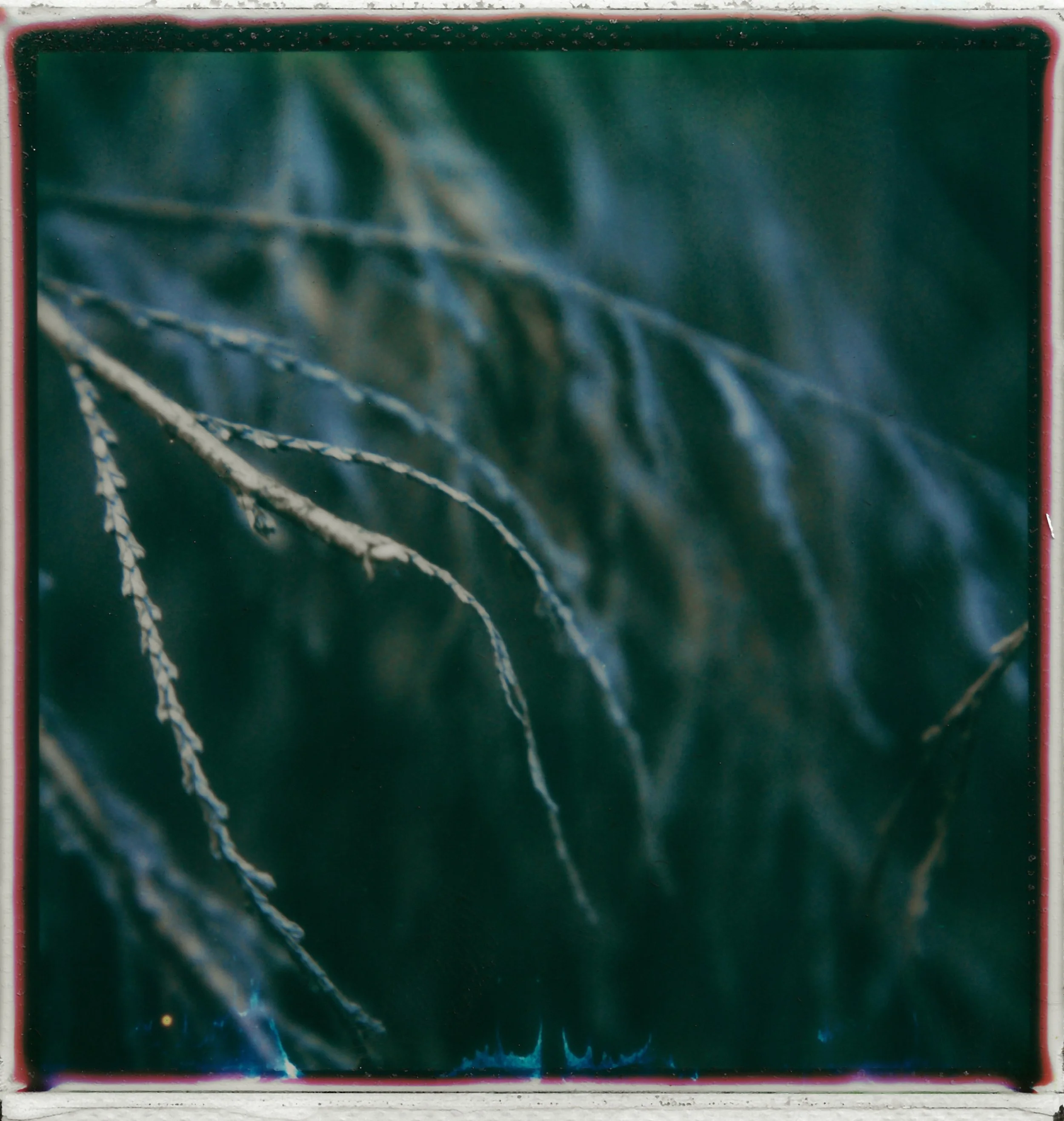 Close-up of blurred green leaves with prominent thin, light-colored veins.
