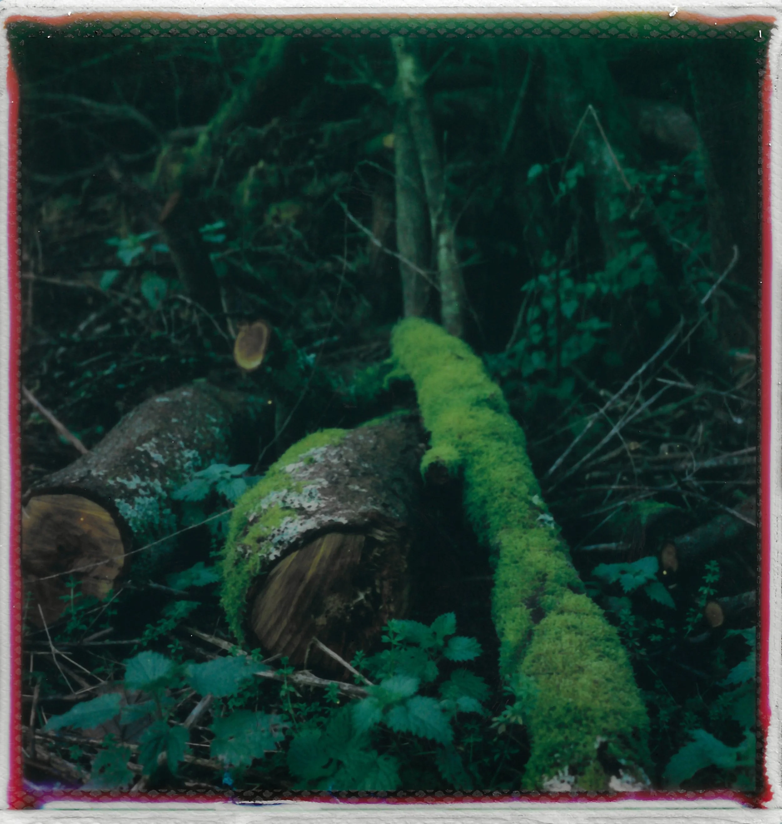 Fallen tree covered in green moss surrounded by forest plants and foliage.