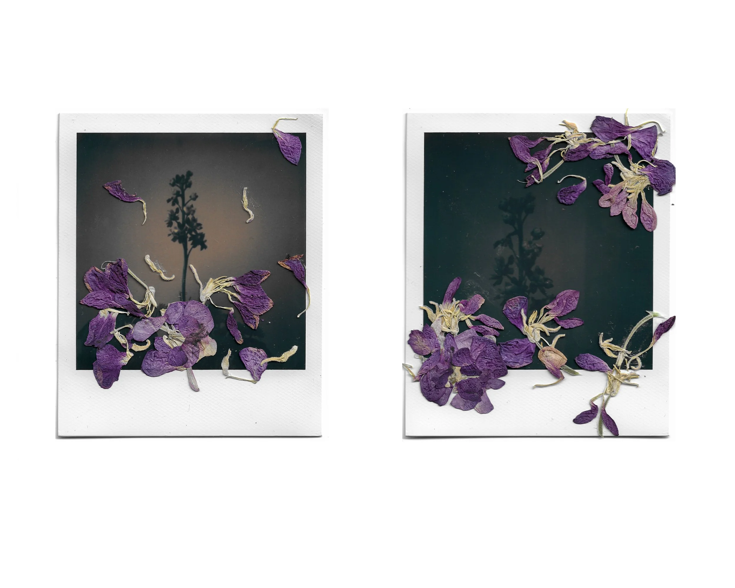 Two polaroid photos with dried purple petals and leaves, arranged on dark backgrounds, with shadows of plants cast on the background.
