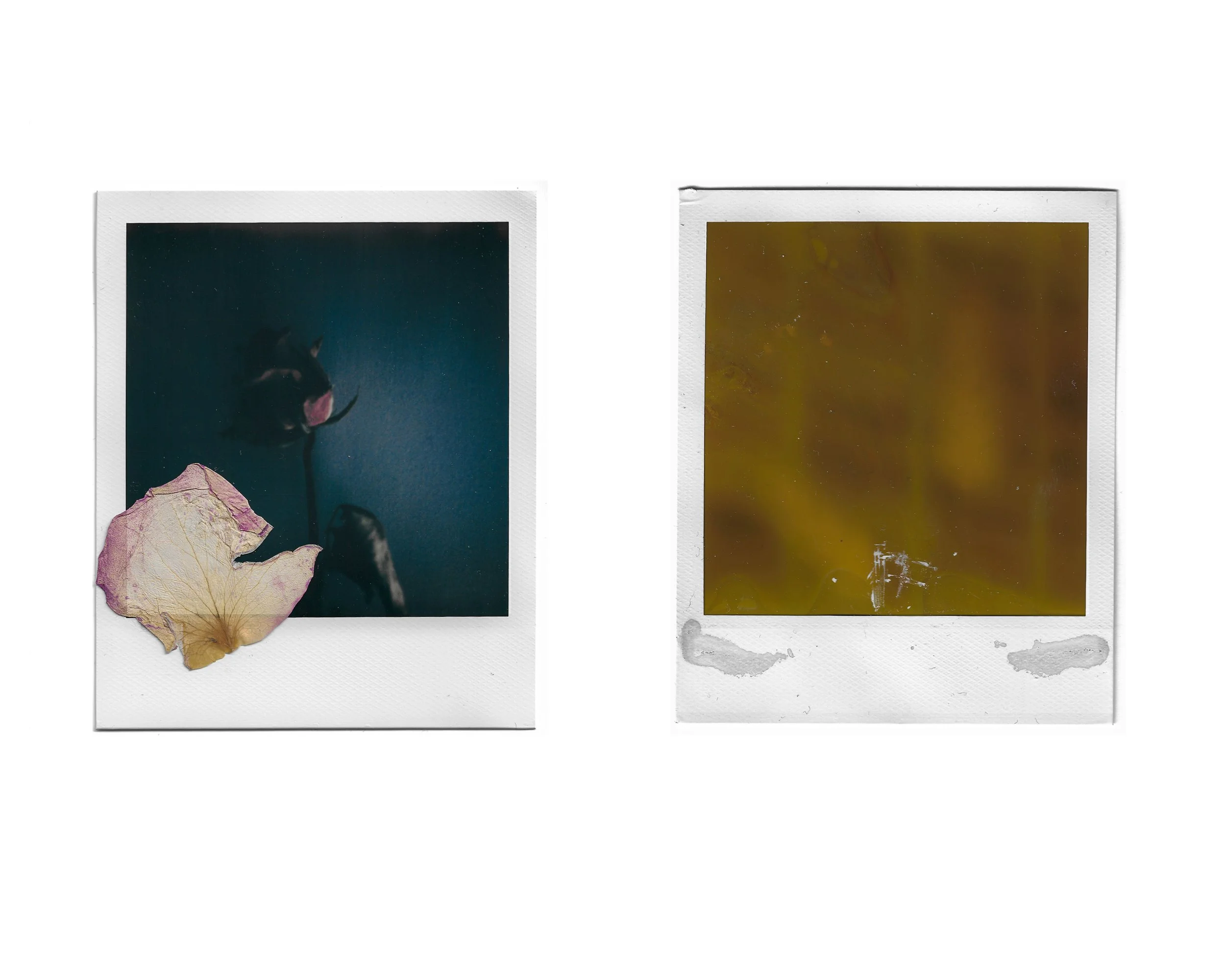 Two vintage instant photographs with white borders are displayed side by side on a white background. The left photo shows a dark, possibly outdoor scene with a black object, a flower, and a dried pink leaf in the foreground. The right photo is an abs