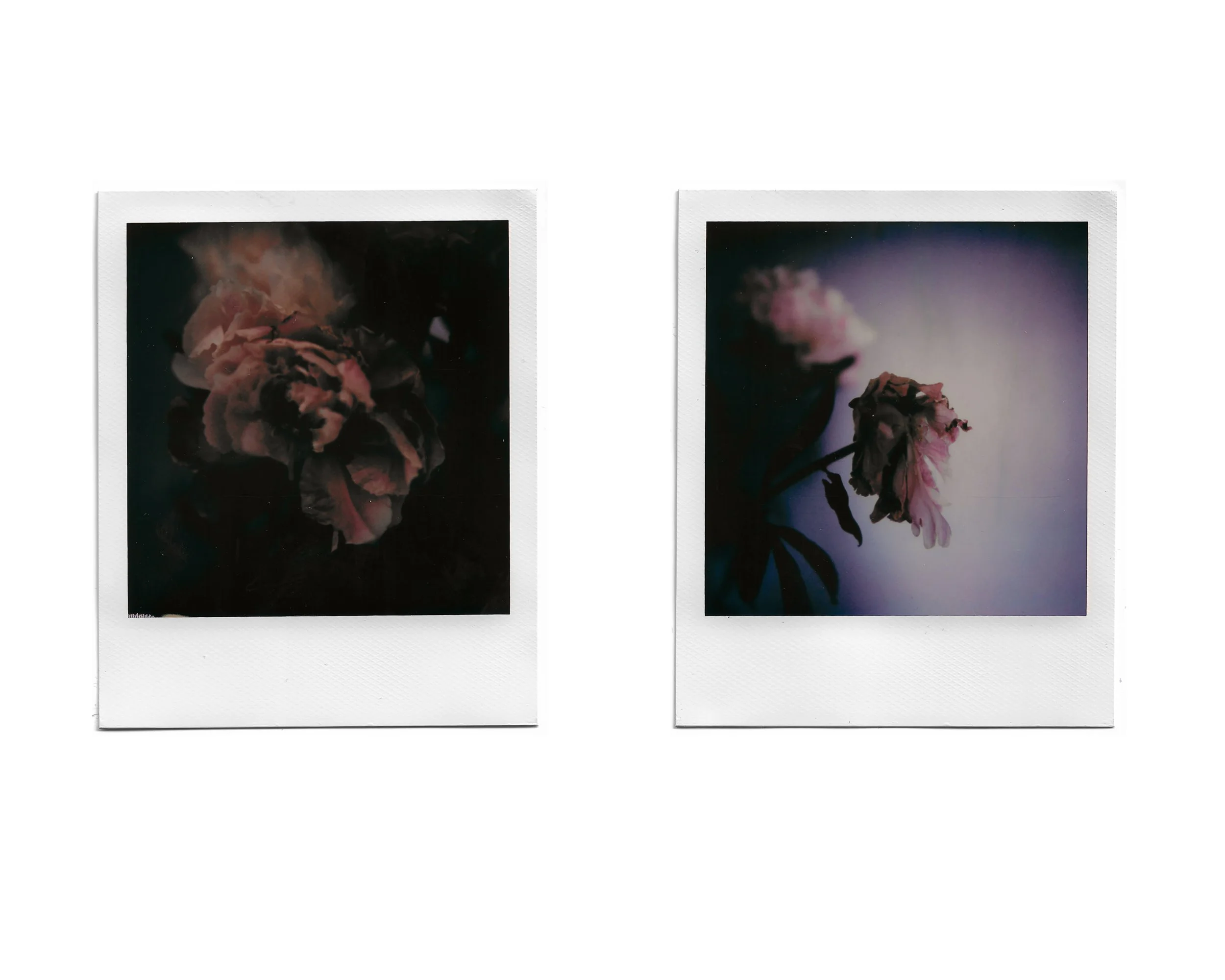 Two Polaroid photos of flowers, one with a dark background and the other with a light background.