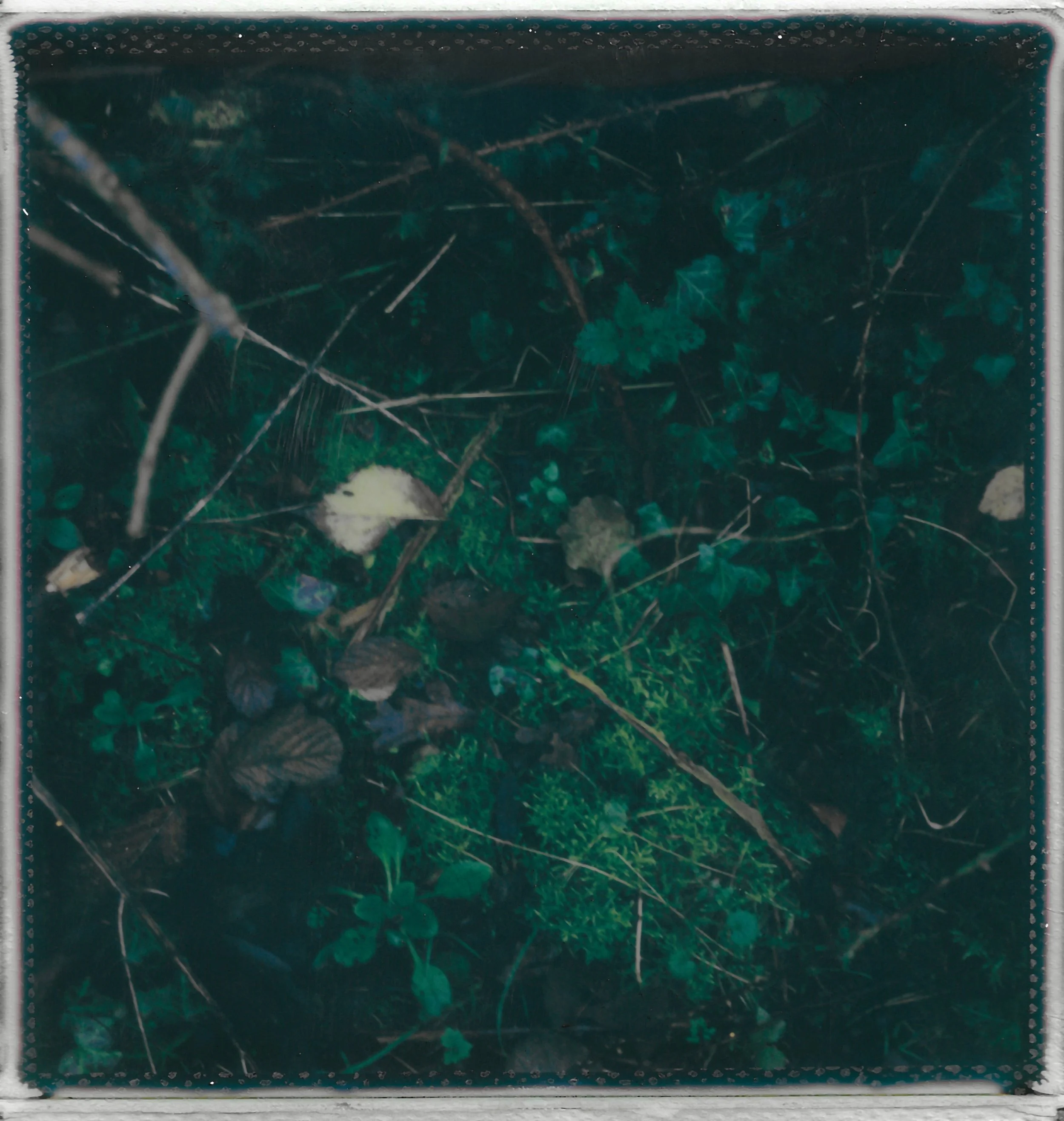 Close-up of forest floor with green moss, fallen leaves, small plants, and twigs.