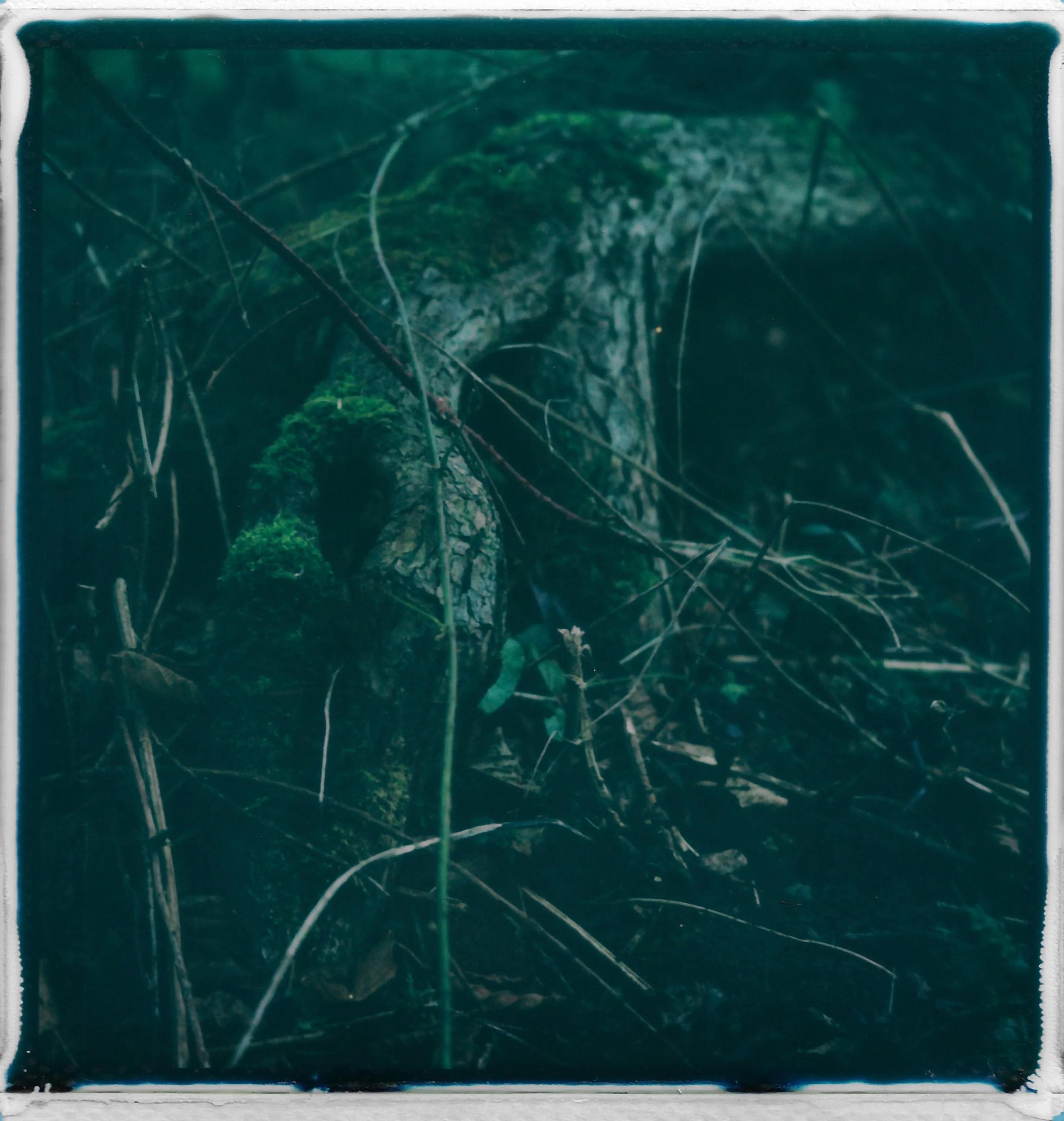 A leafless tree trunk or large branch in a dark forest with moss and tangled twigs.