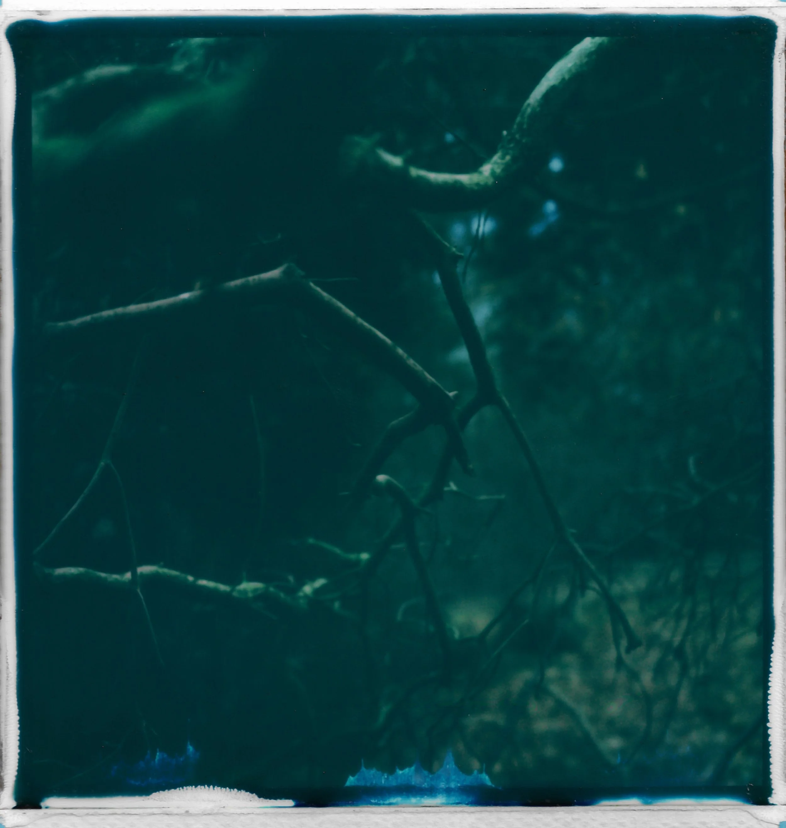 Close-up of tree branches with dark green foliage, slightly obscured by shadows.