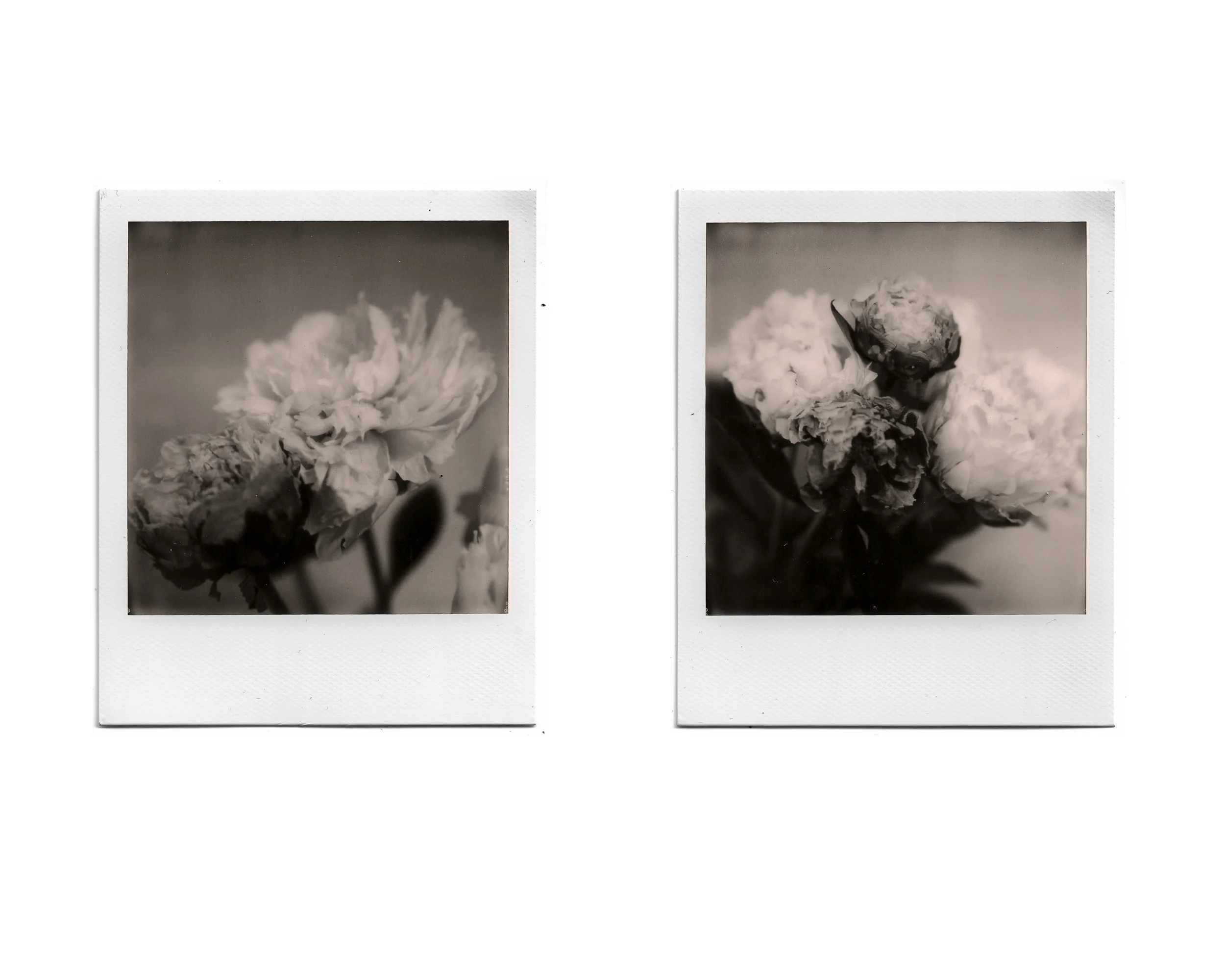 Two black-and-white polaroid photos of peony flowers, one on the left and one on the right, with blurred backgrounds.