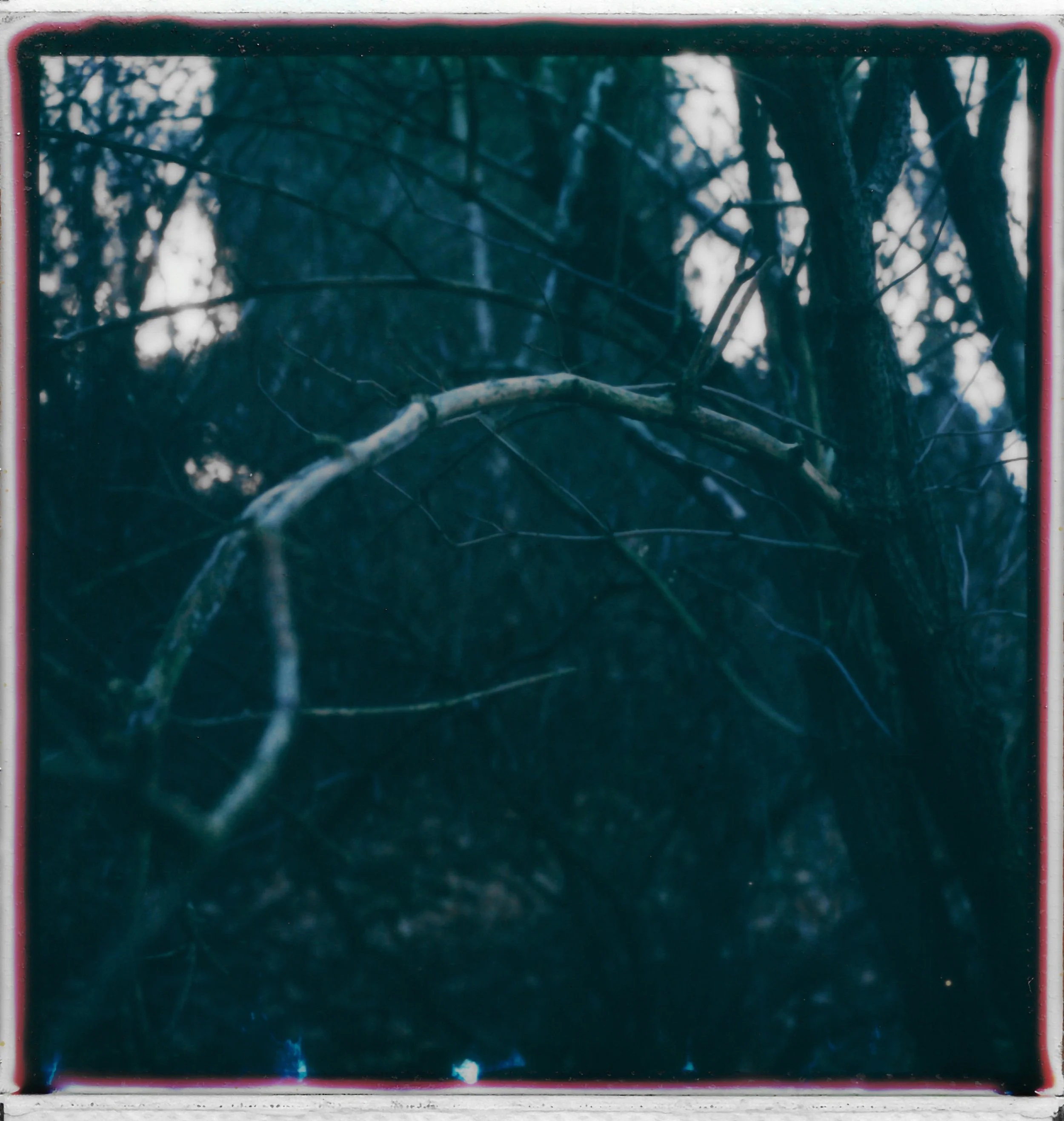 A dark, moody photograph of tangled branches and trees in a forest, with a bluish tint and blurred background.