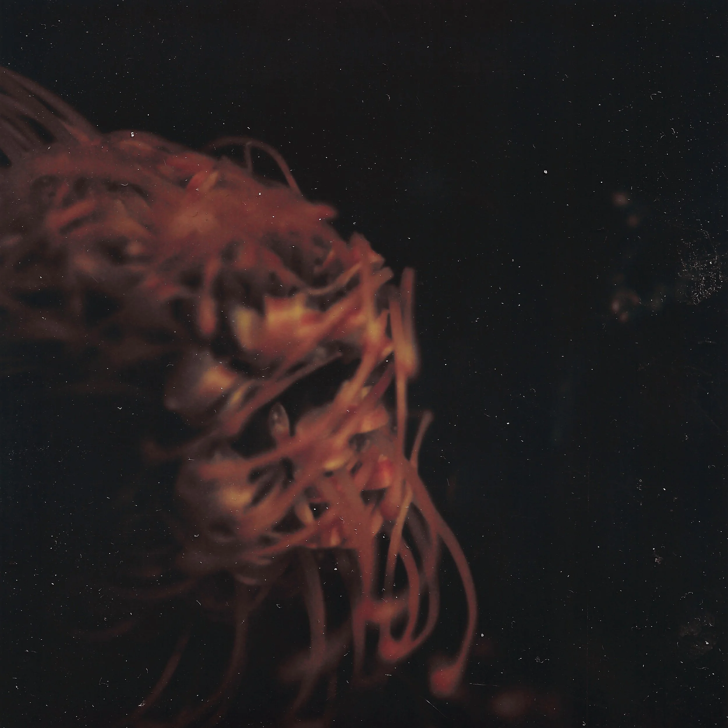 Close-up of tangled reddish-brown spider silk on a black background.