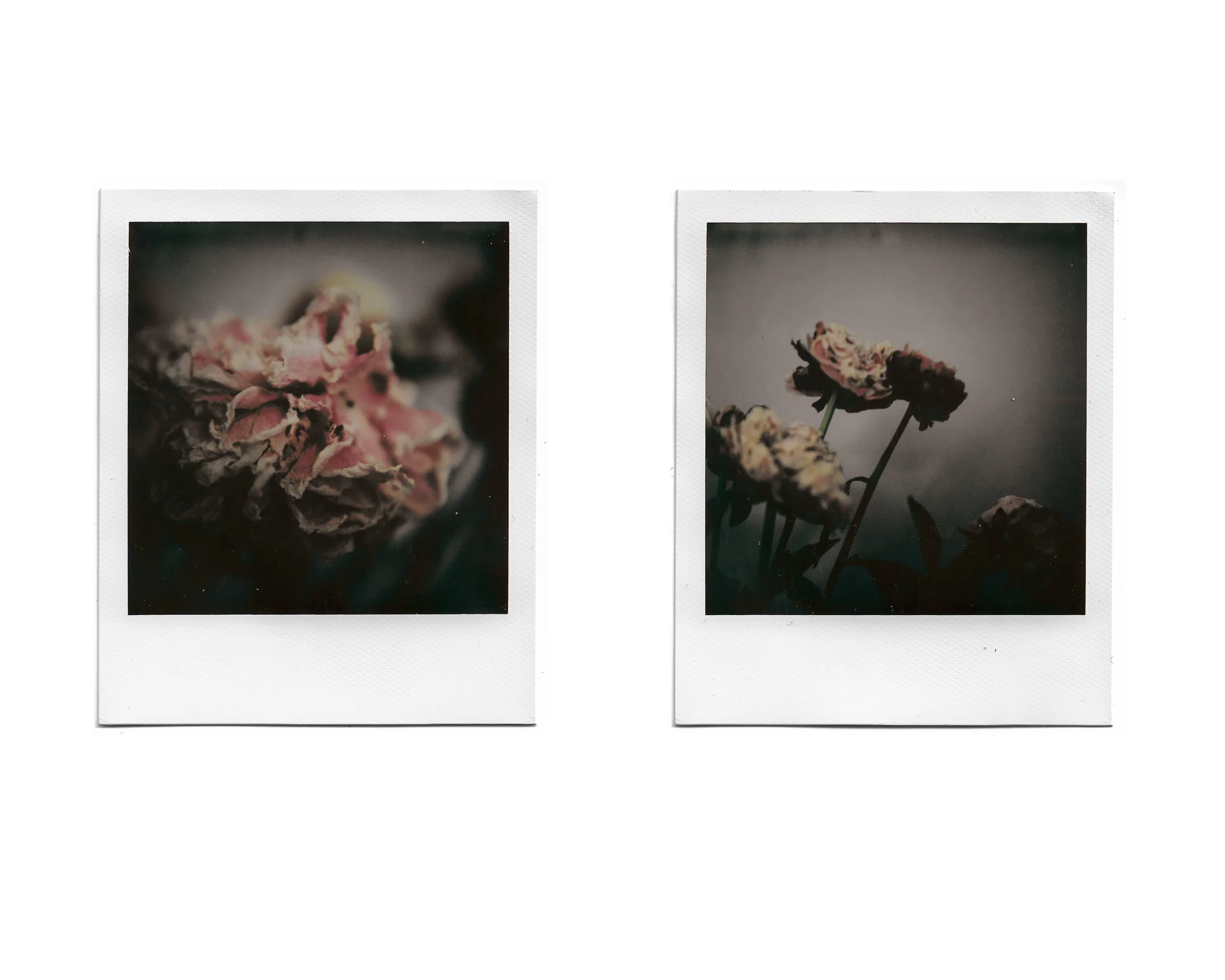 Two Polaroid photos of flowers with dark, moody lighting. The left photo shows a close-up of a pink flower with ruffled petals. The right photo features several flowers with light-colored petals and darker stems, set against a dark, blurred backgroun