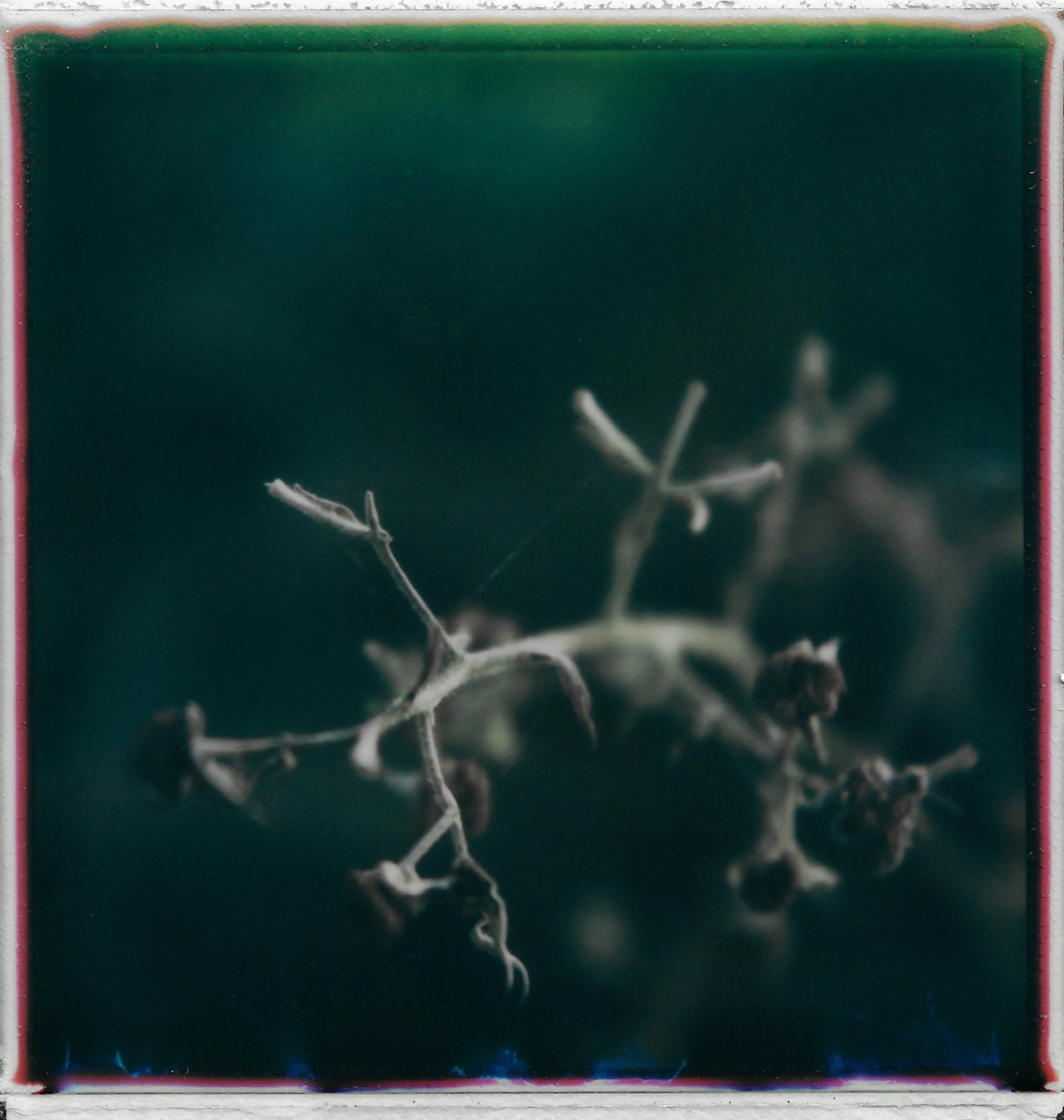 Close-up of dried plant or seed pod with small twigs against a dark background.