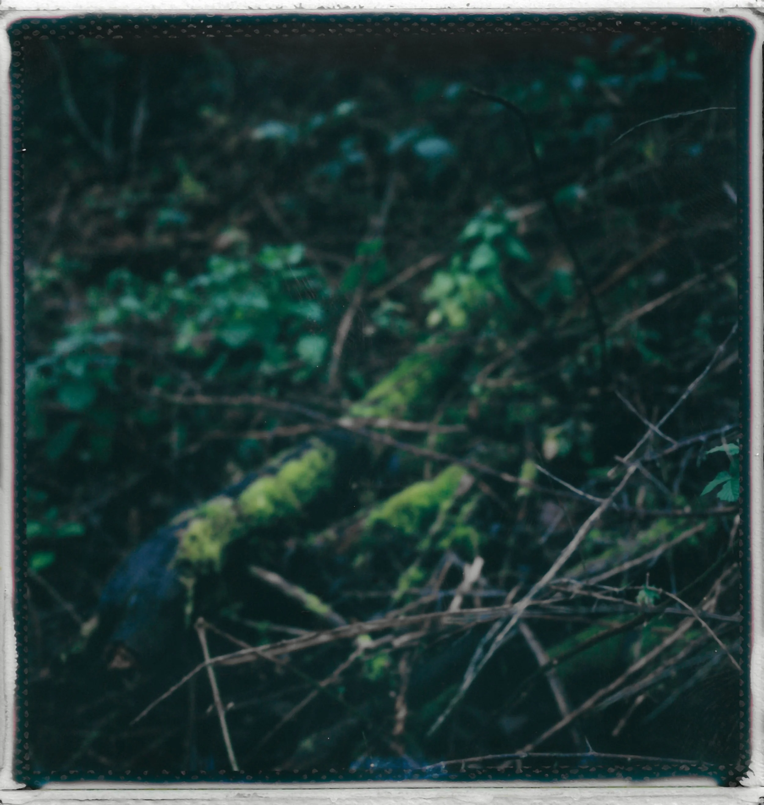 Close-up of a moss-covered rock surrounded by fallen branches and dense green foliage.