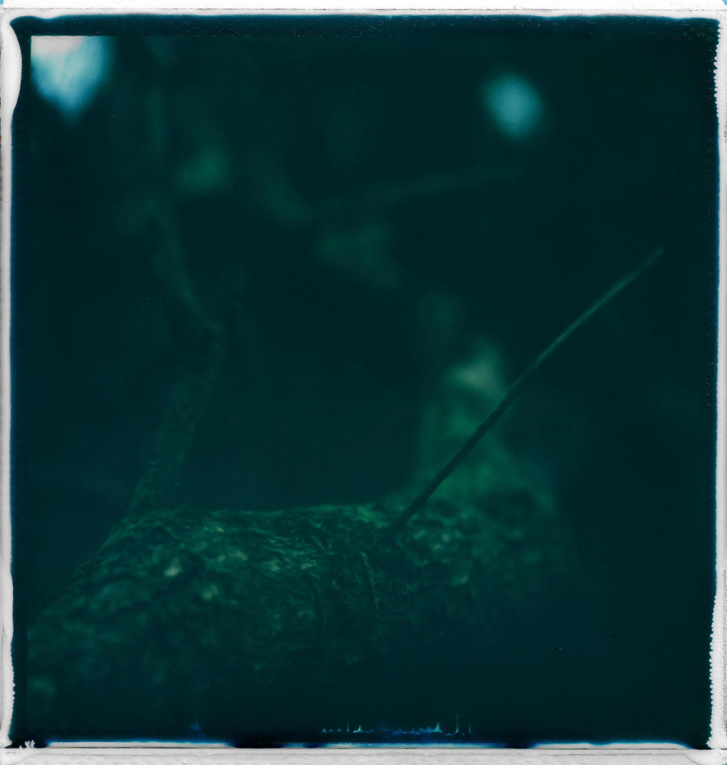 Close-up view of a needle inserted into a plant or stem in a dark environment.