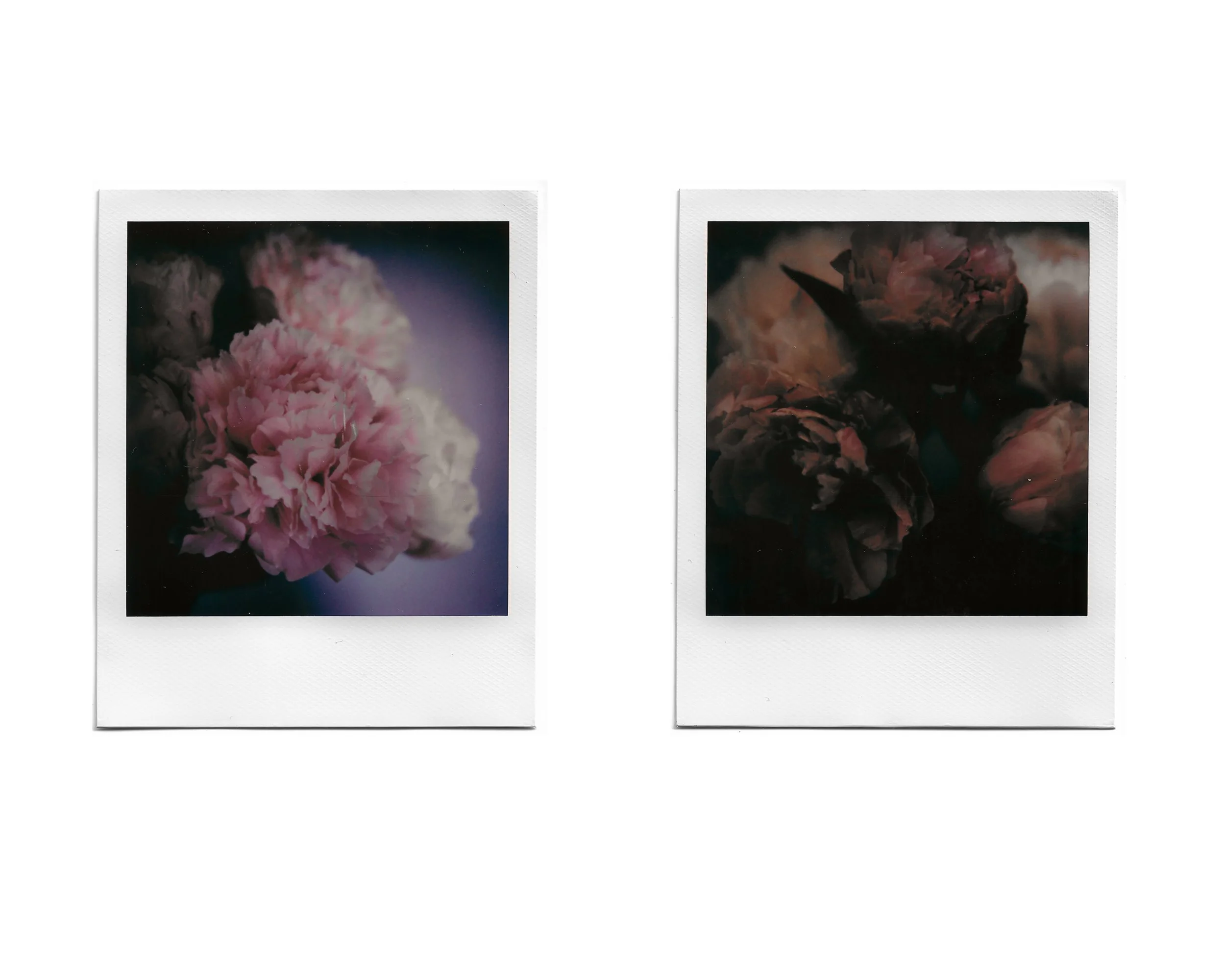 Two Polaroid photos of flowers: the left photo shows pink carnations, and the right photo shows dark, possibly purple or red, peonies.