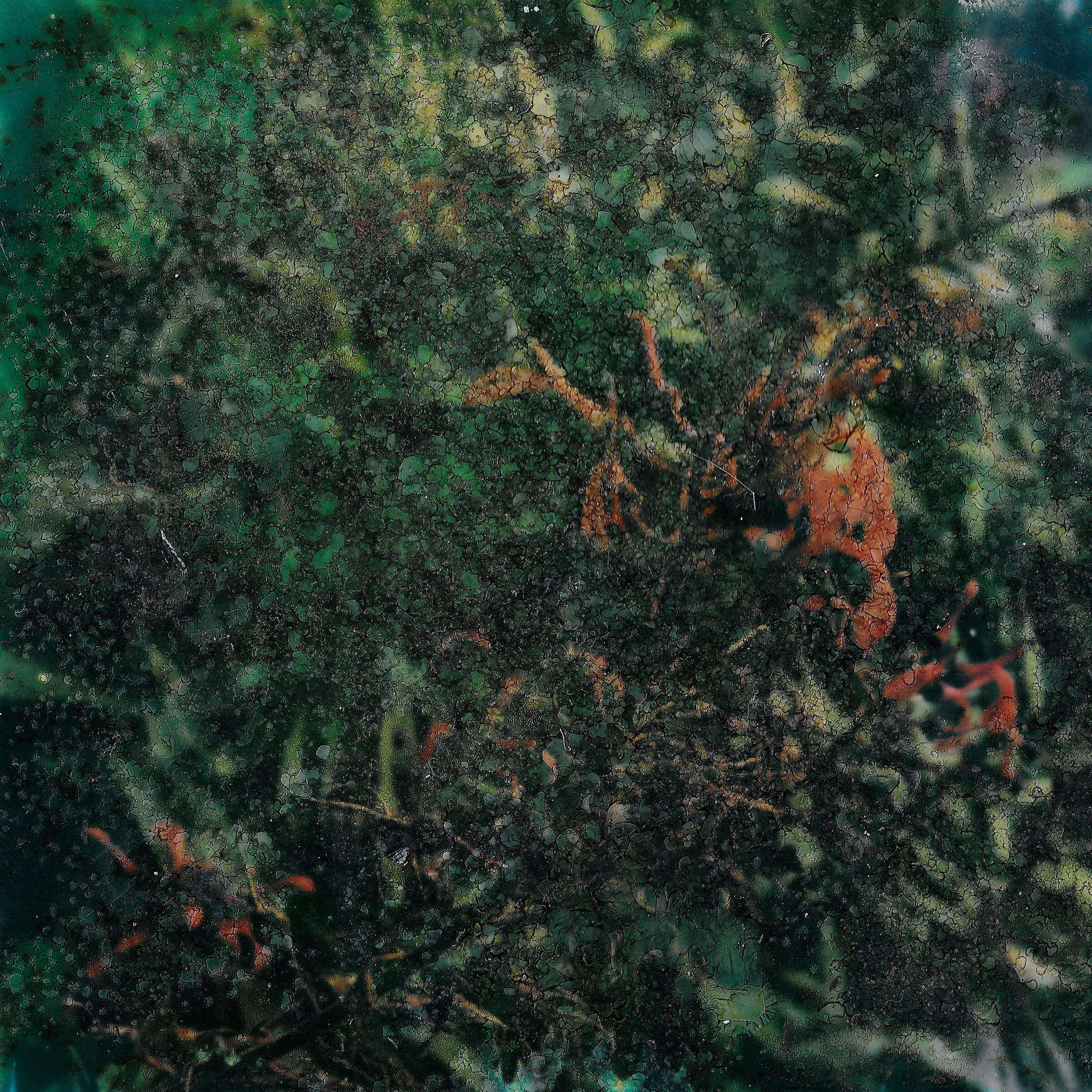 Close-up of a dense green shrub with small leaves, some brown and orange autumnal leaves, and water droplets on the surface.