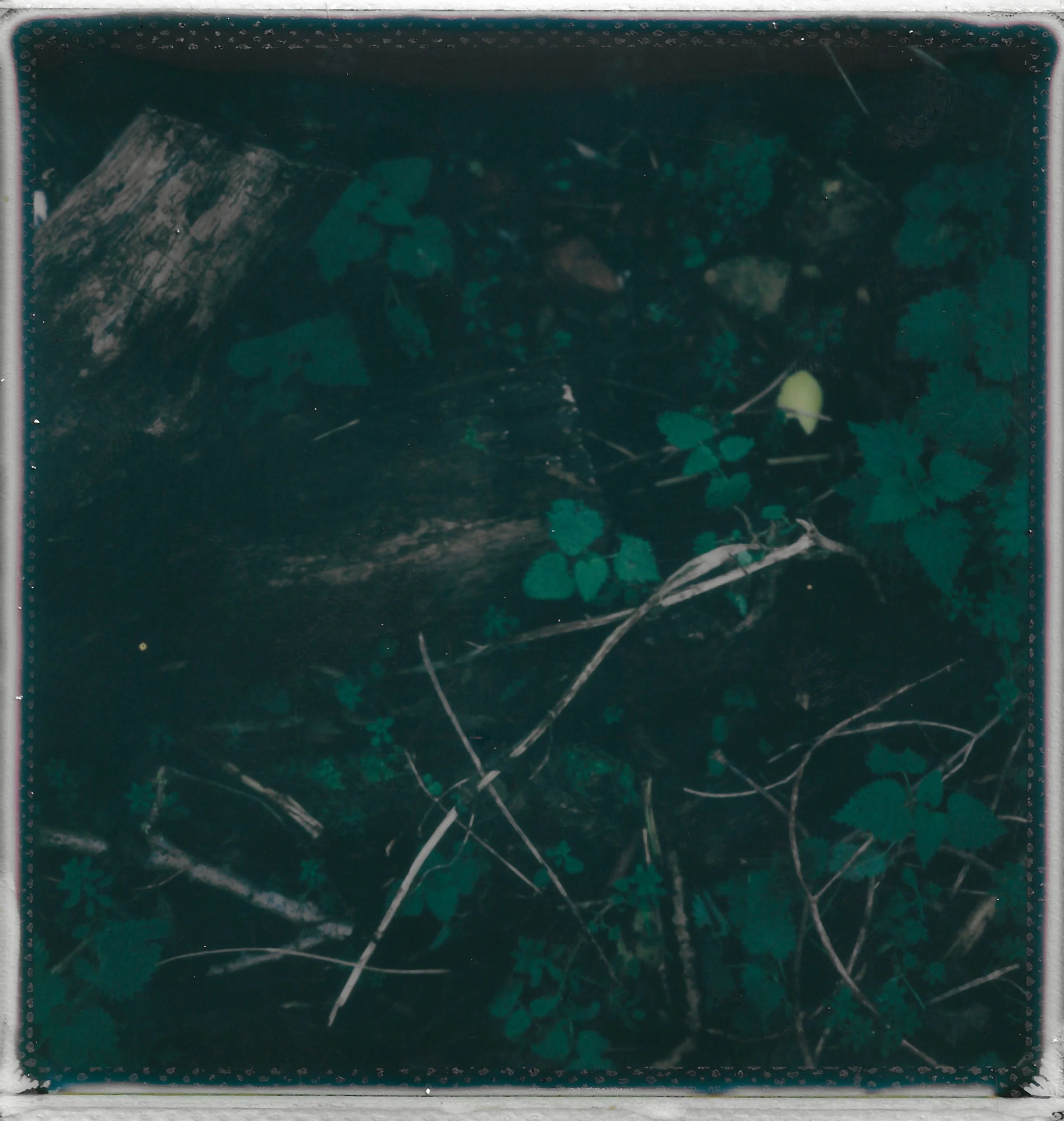 View of a pond or small body of water with floating leaves and sticks, with some submerged vegetation visible underwater.