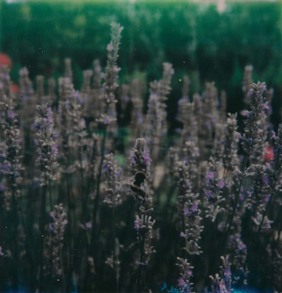 Close-up of lavender flowers in a field with green background.
