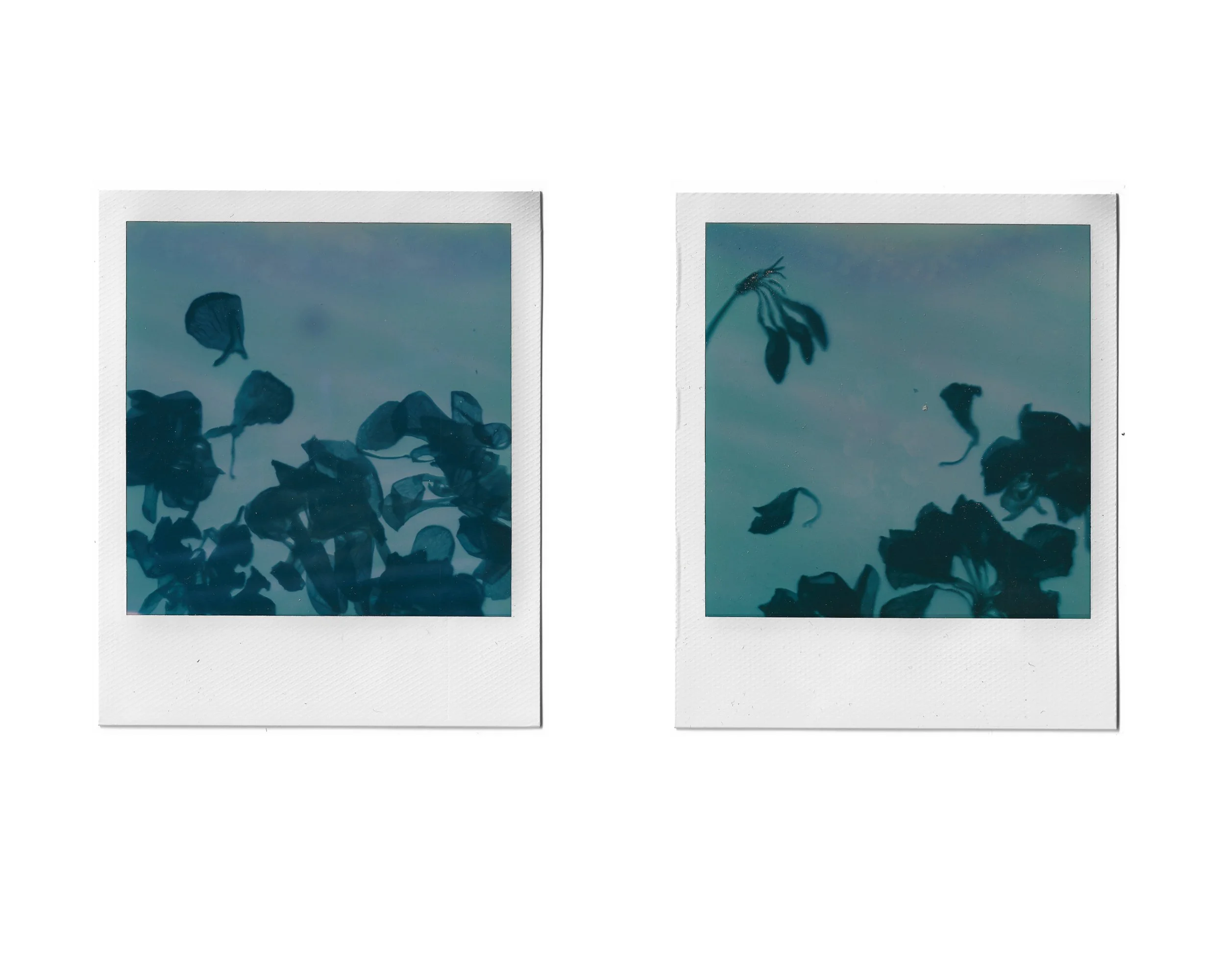 Two Polaroid photos showing leaves and a plant floating in a blue sky or water.