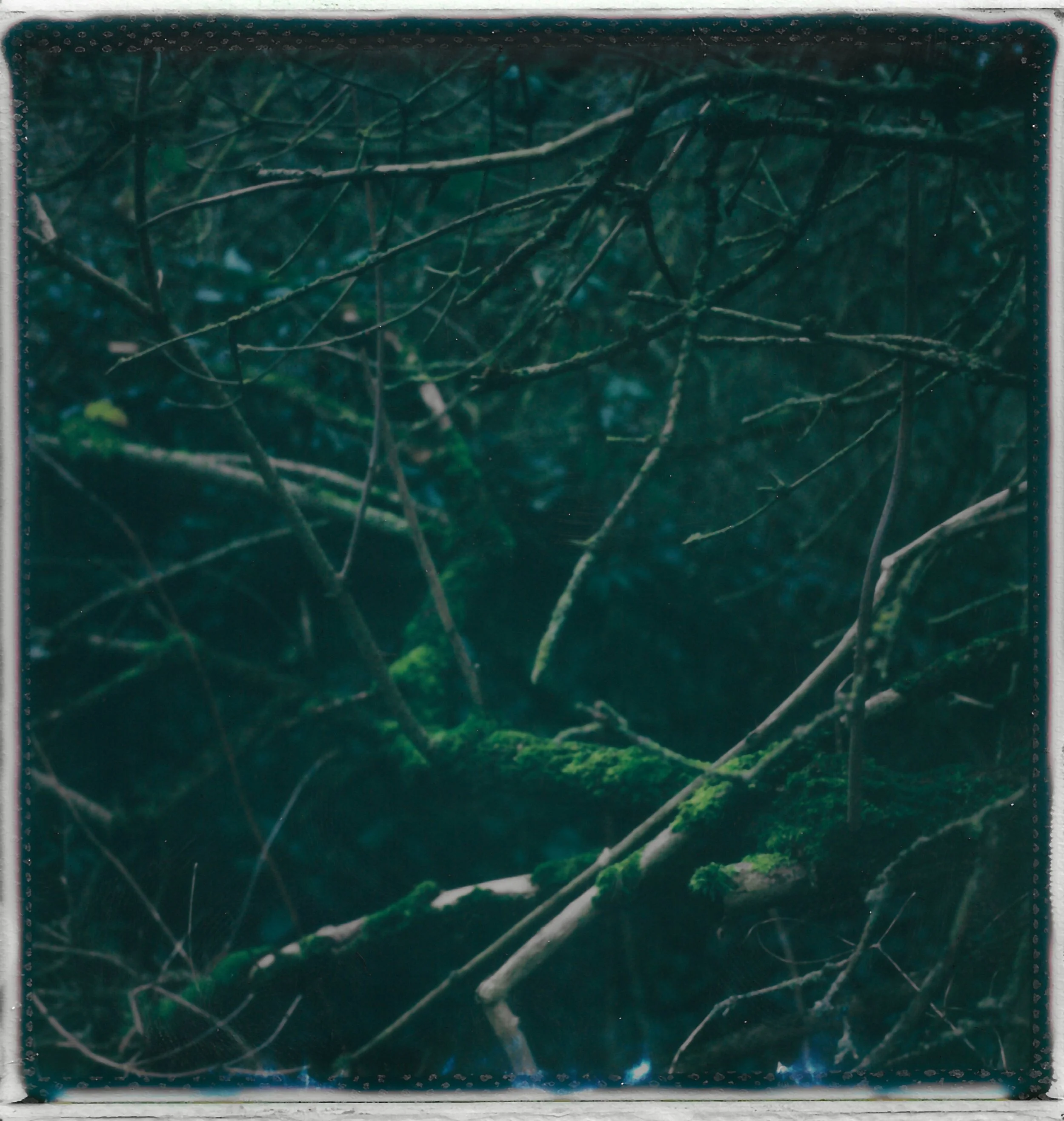 A close-up view of tangled tree branches covered in green moss, set in a dark, forested environment.