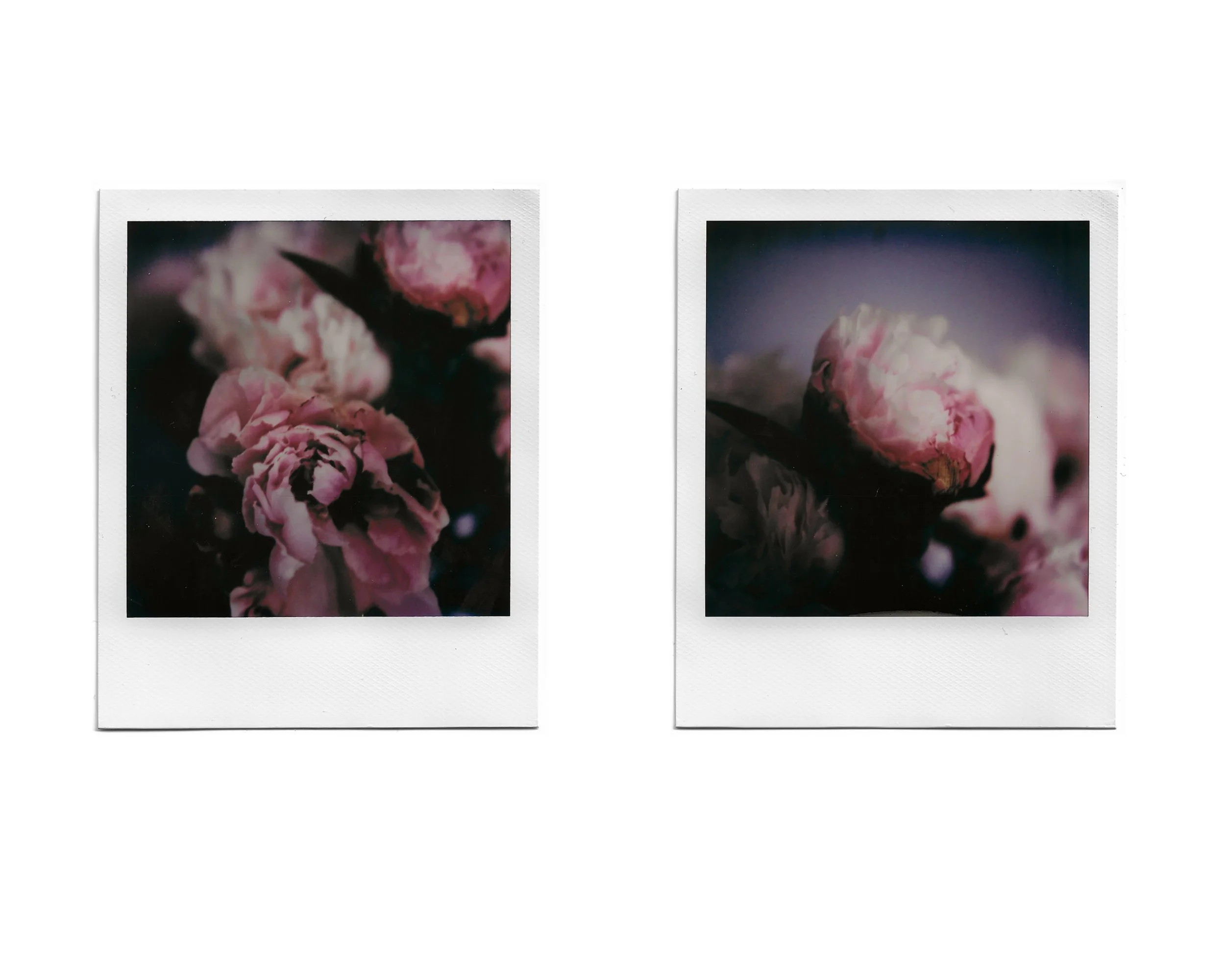 Two polaroid photos of pink flowers with dark backgrounds.