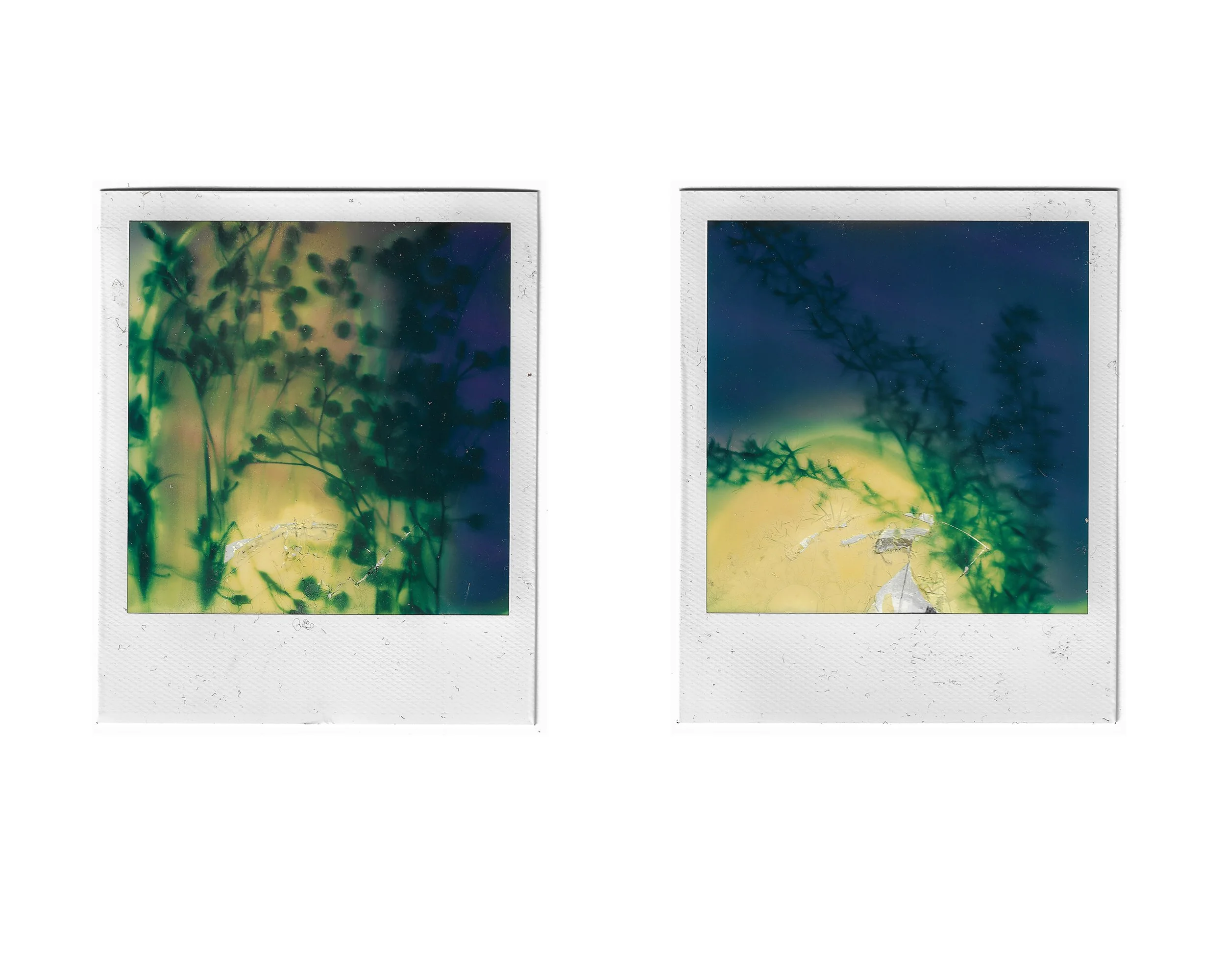 Two Polaroid photos showing silhouettes of plants against a colorful sky, one with yellow and green hues, the other with green and blue shades.