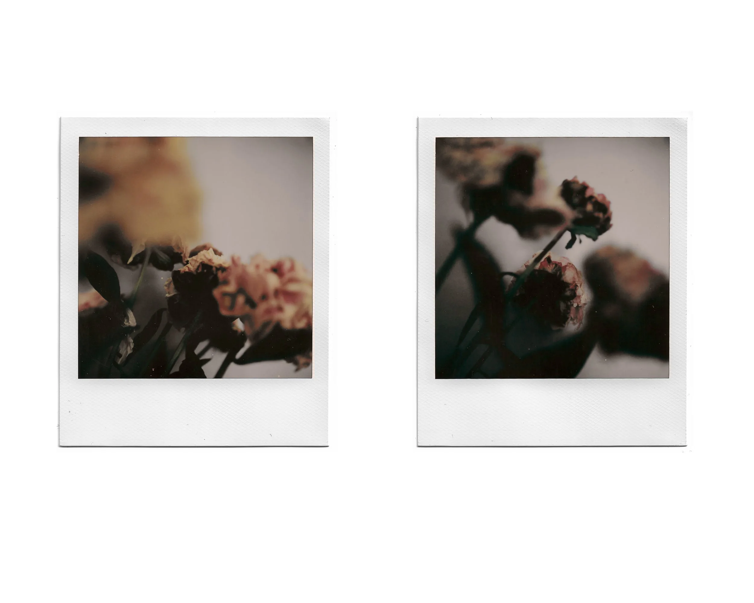 Two Polaroid photos of dried flowers with a blurred light background.