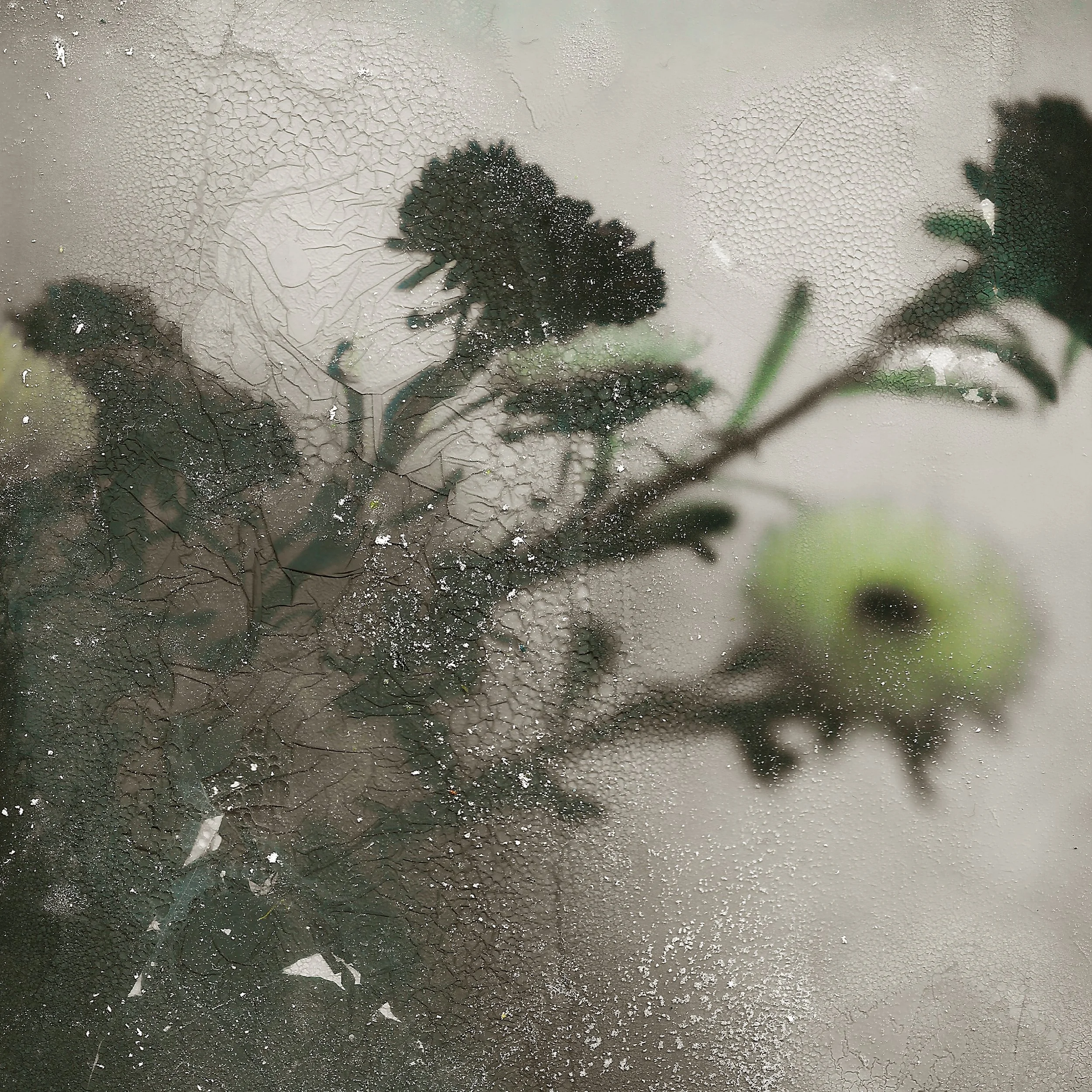 Frosted window with a blurred silhouette of a plant behind it.